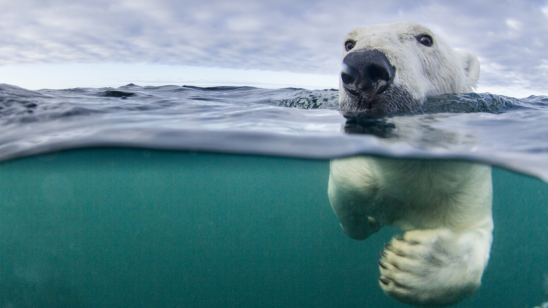 El oso polar es una de las especies que se encuentra en mayor peligro de extinción debido a la destrucción de sus hábitats a raíz del calentamiento global (Getty Images)