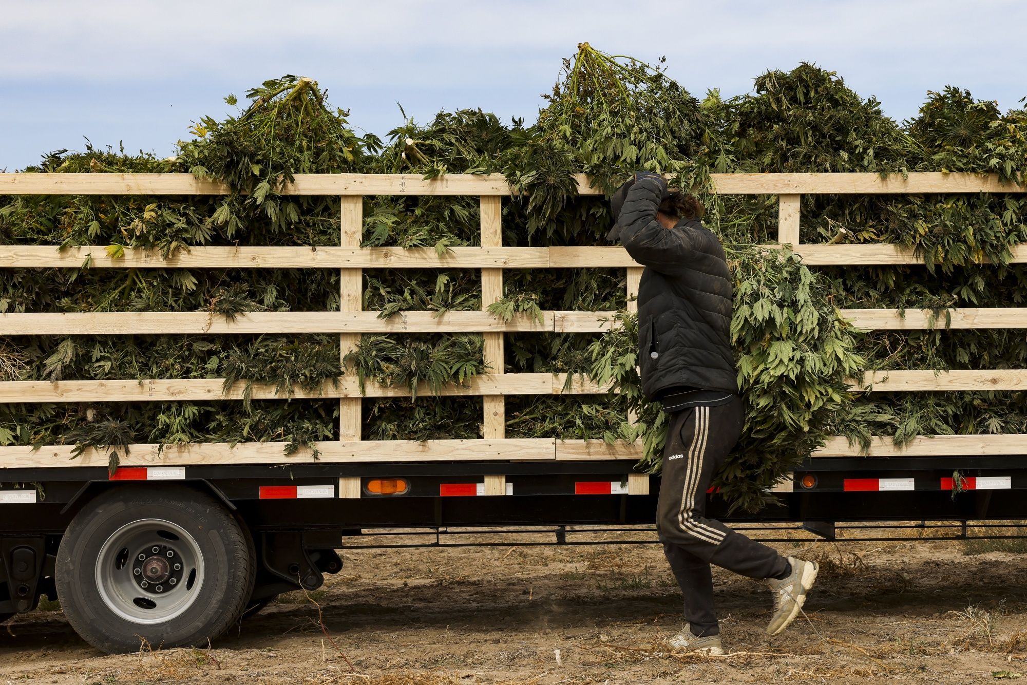 El Gobierno pretende generar facilidades para que cultiven cannabis las pequeñas y medianas empresas, cooperativas y se fomenten las economías regionales con perspectiva de género (Bloomberg)