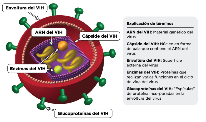 Estructura del virus del VIH