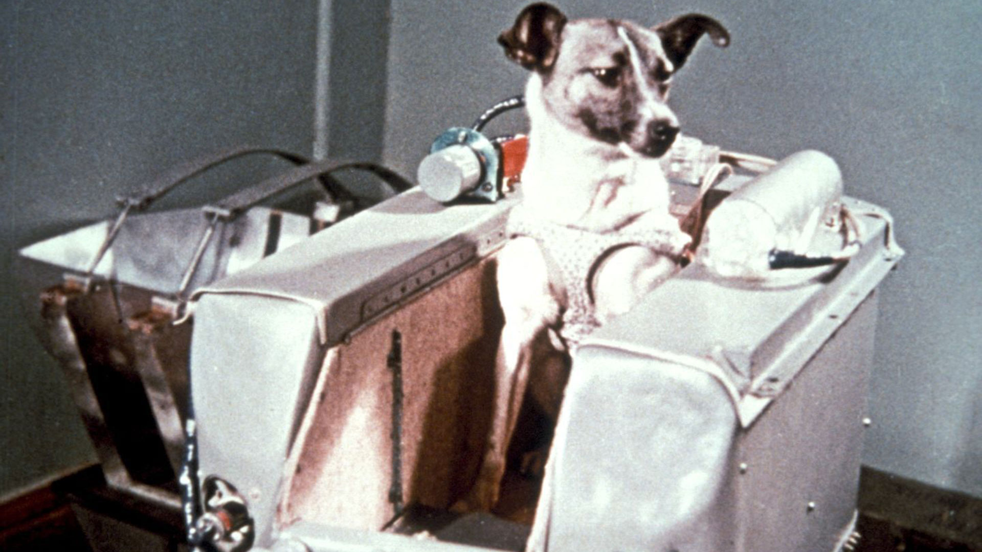 Laika era una perra dócil y simpática. Muchos años después, quienes la enviaron al espacio mostraron arrepentimiento