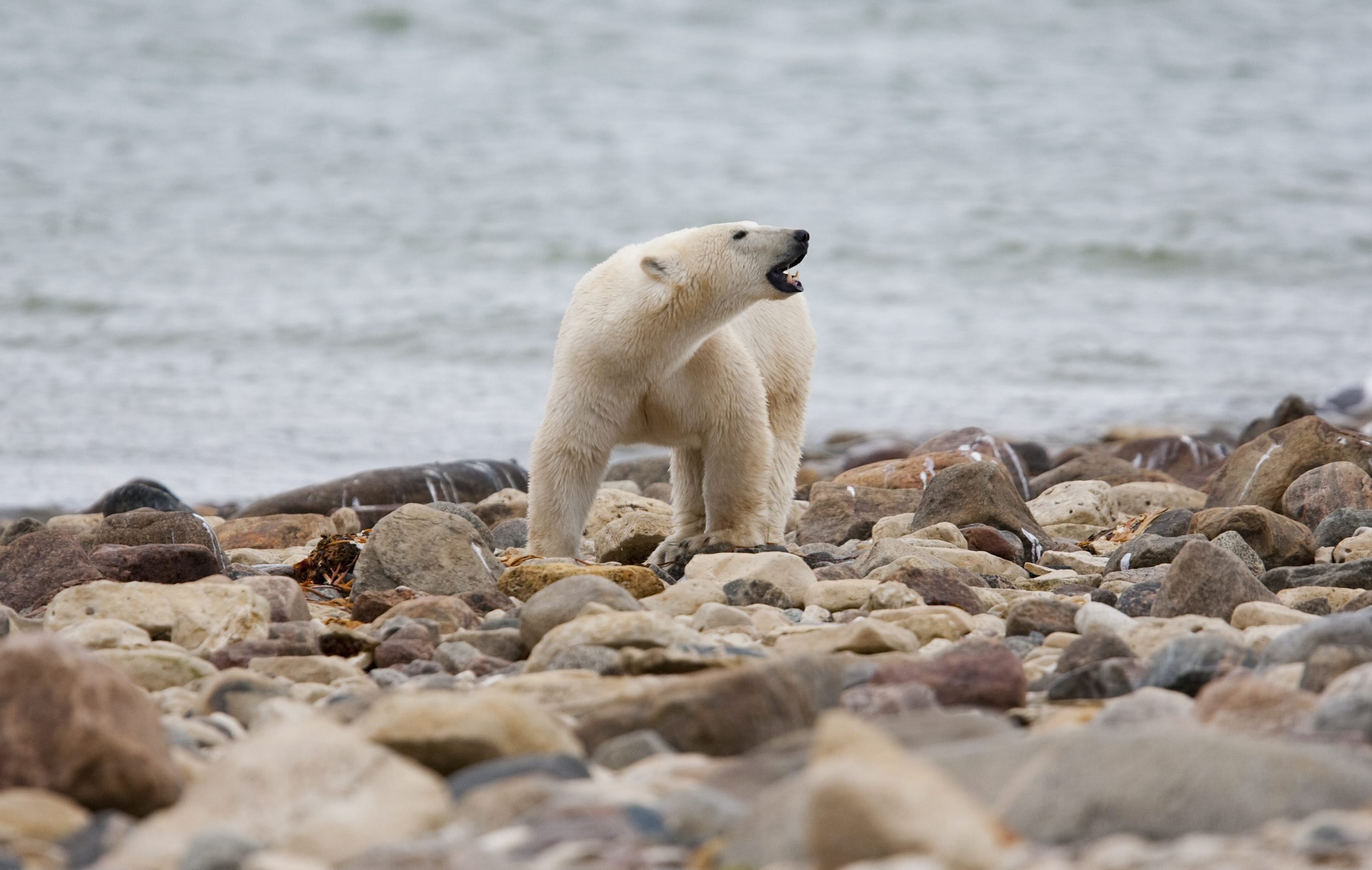 “Los informes iniciales indican que un oso polar había entrado en la comunidad y había perseguido a varios residentes”, indicó la policía. “El oso atacó mortalmente a una mujer adulta y a un varón juvenil”. (Sean Kilpatrick/The Canadian Press vía AP, archivo)