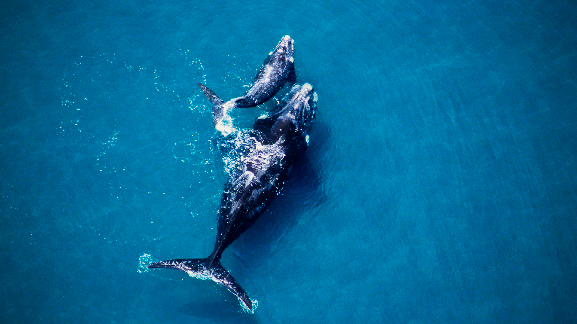 Un estudio reveló cambios en las zonas de alimentación de ballenas francas australes