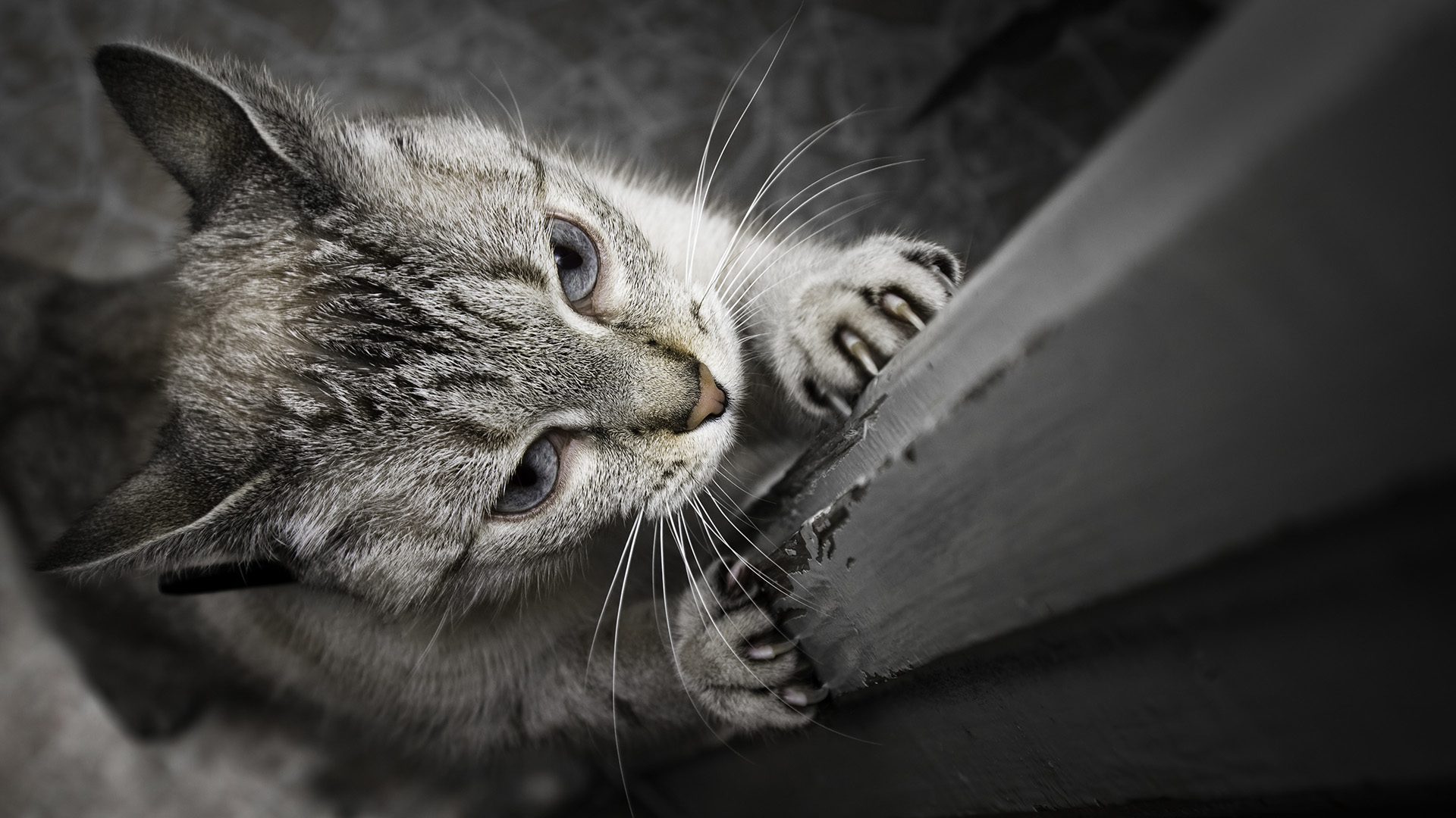 El haber conseguido que tu gato use el rascador no garantiza en un cien por ciento que no vaya a utilizar otros lugares (Getty Images)