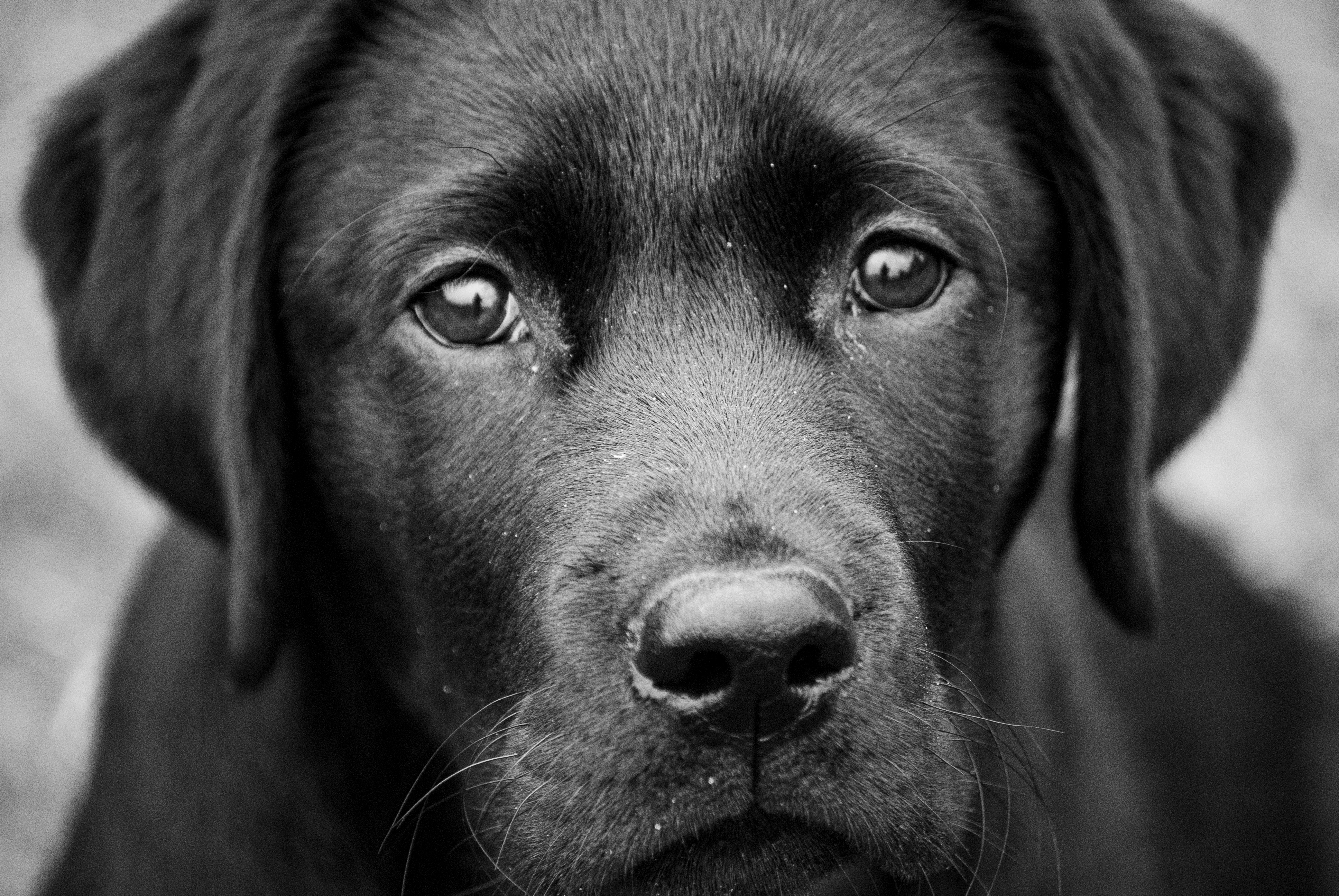 ¿Son celosos los perros? Una investigación lo abordó (Shutterstock)