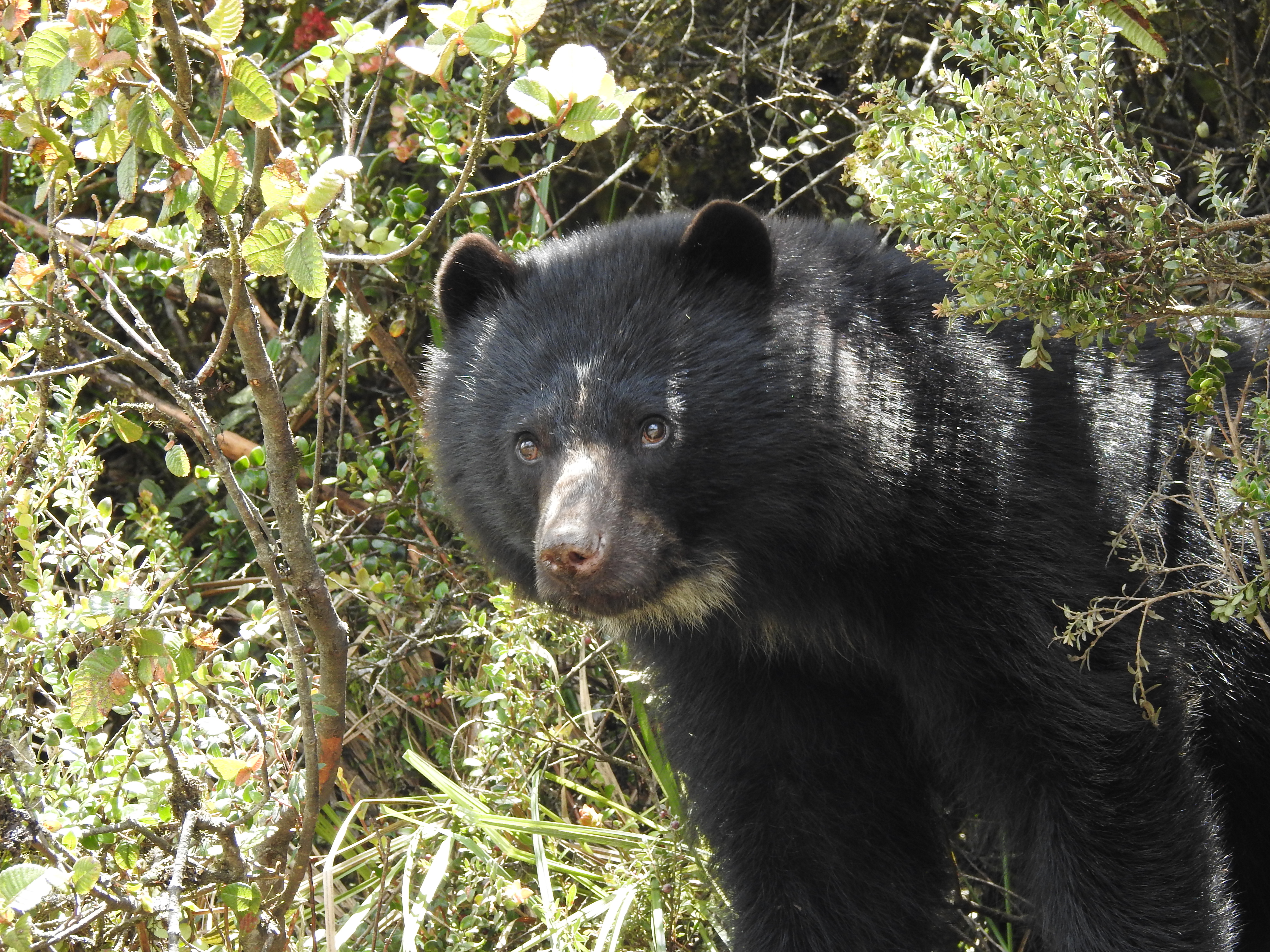 The spectacled bear was seen in Tocancipá.  Photo: CAR Cundinamarca.
