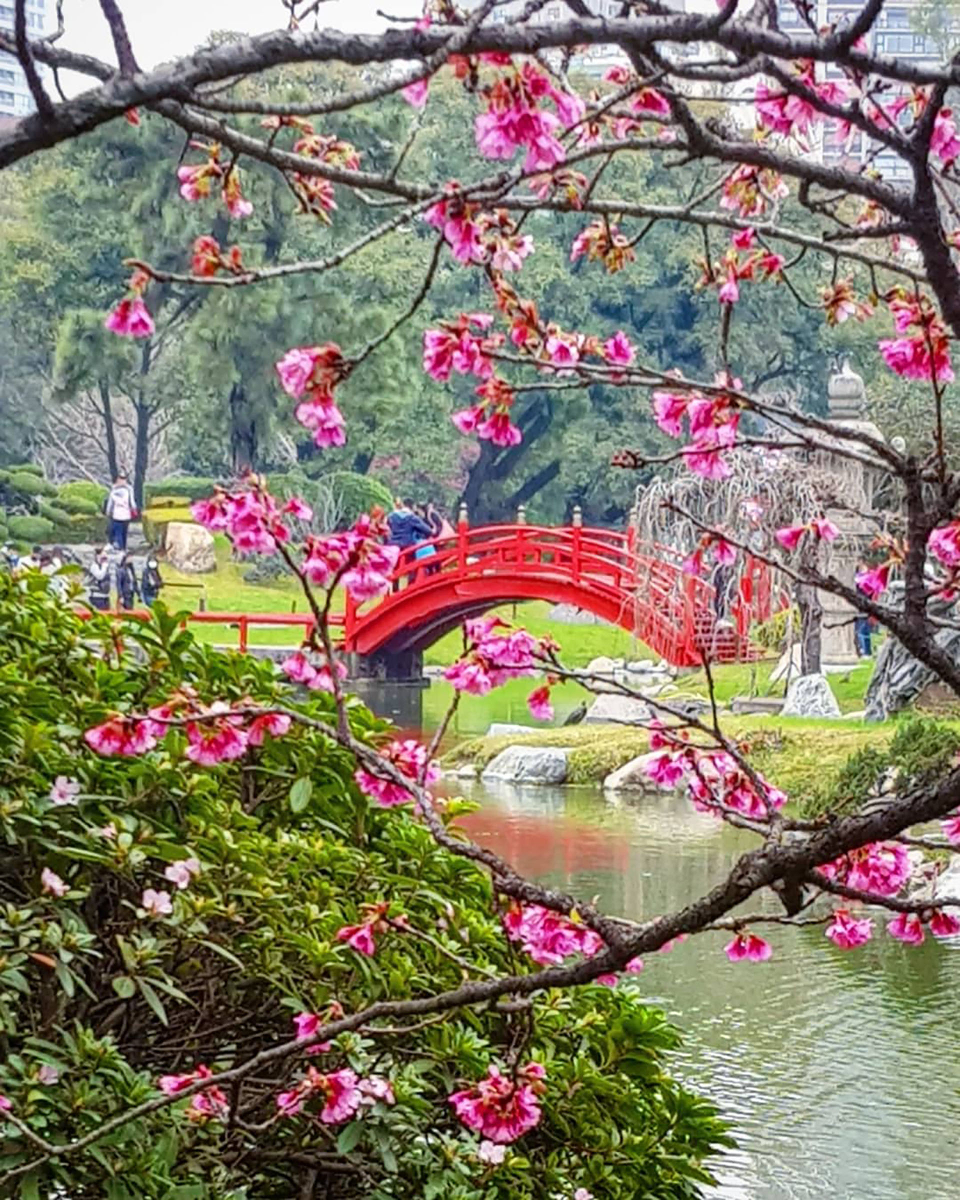 La entrada al Jardín Japonés costará tres veces más cara para extranjeros  no residentes - Infobae, image size:1920x2400