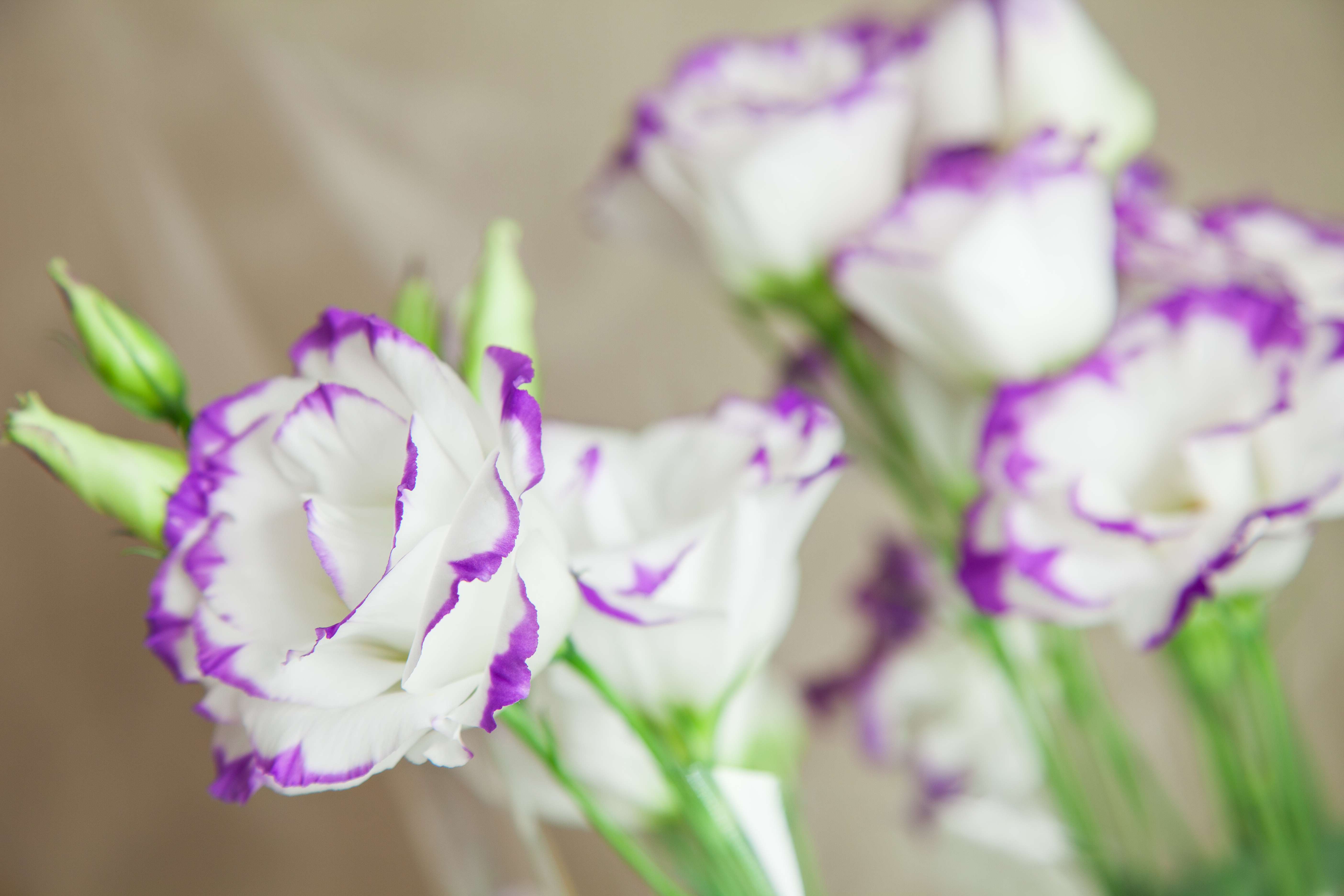 Flores de primavera: cuáles son las mejores para esta época y cómo  cuidarlas en casa - Infobae