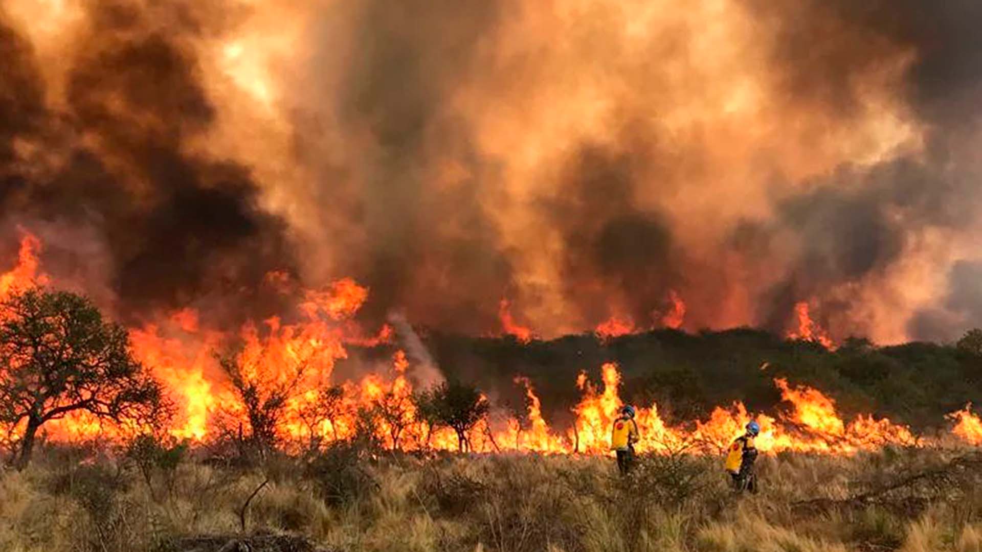 ¿estamos Cerca De Una Nueva Extinción Masiva De Especies En La Tierra