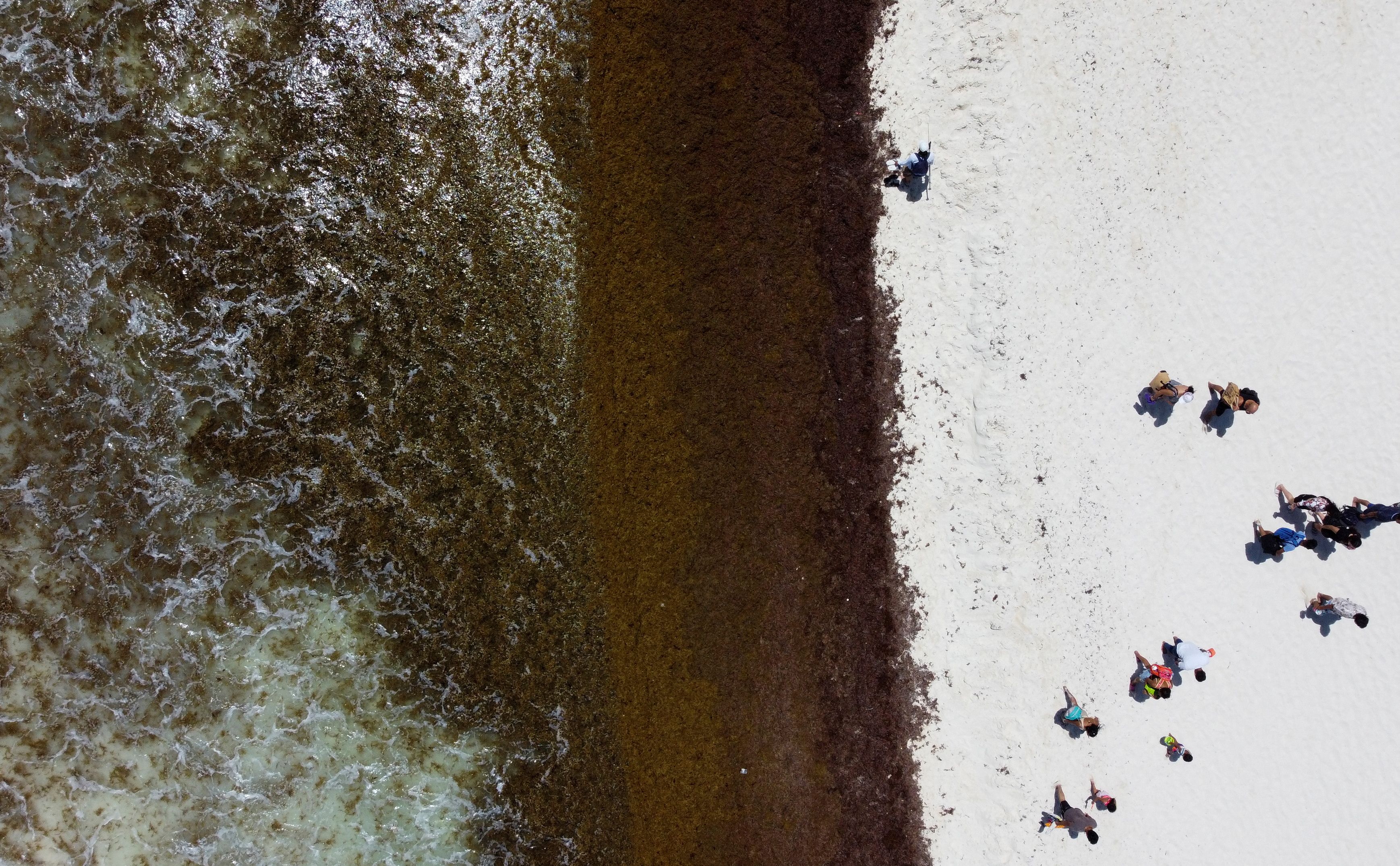 Todo lo que hay que saber sobre las enormes masas de algas que flotan hacia Florida y el Golfo de México