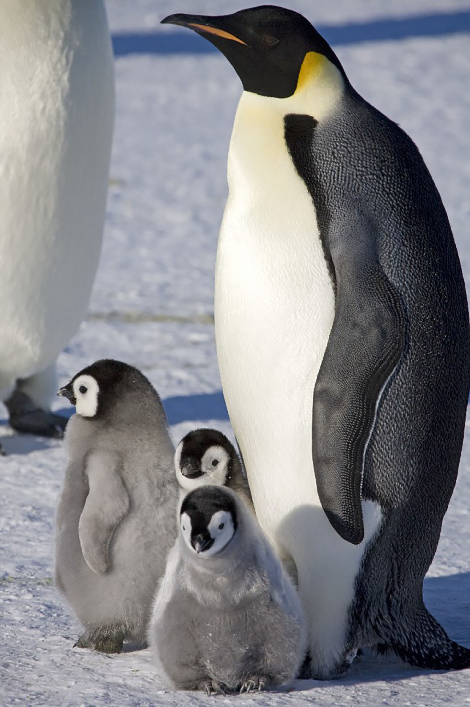 El pingüino Emperador desarrolla parte de su ciclo vital sobre la capa de hielo que se encuentra sobre el mar congelado de la Antártida