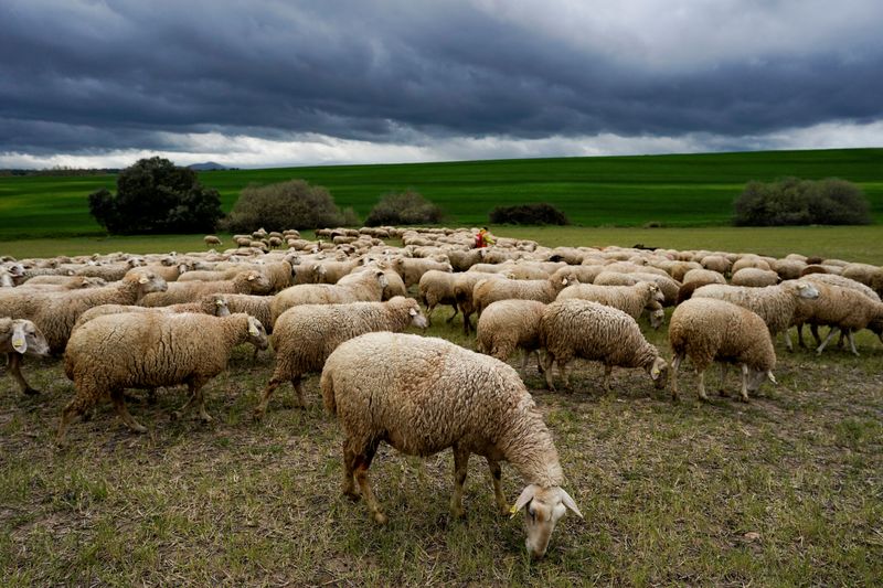 Un rebaño de ovejas podría verse afectado por la listerosis (REUTERS/Juan Medina)