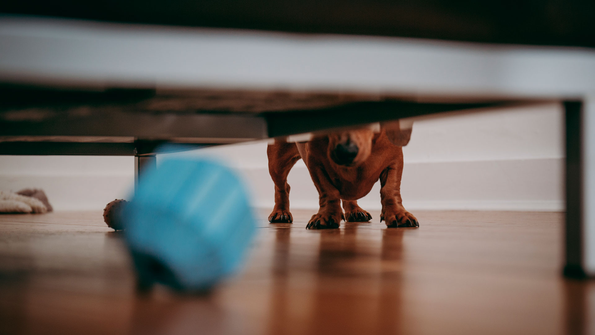 Las actividades y juegos ayudan a evitar el sedentarismo y contribuyen a fortalecer el vínculo con las mascotas (Shutterstock)