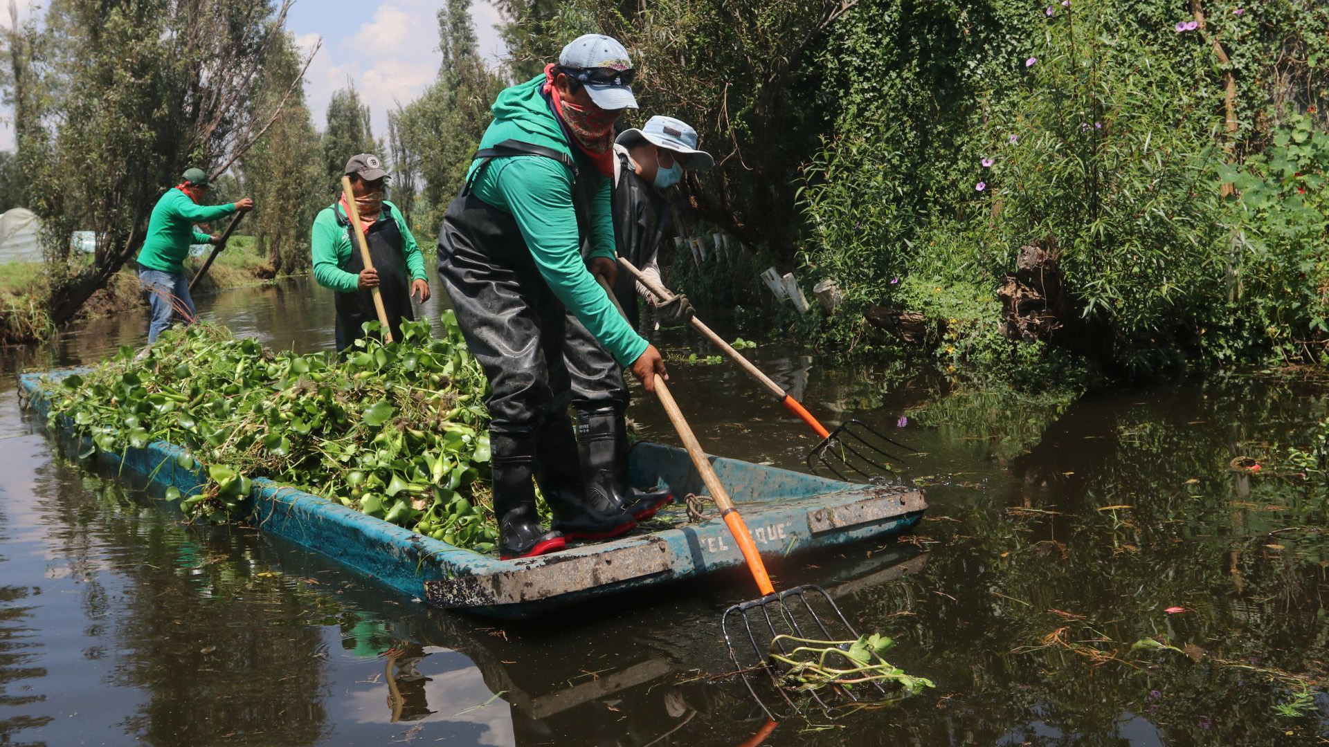 Trabajadores y voluntarios limpiaron la maleza acuática del Canal de Tochipo, alcaldía Xochimilco (Foto: Cuartoscuro)