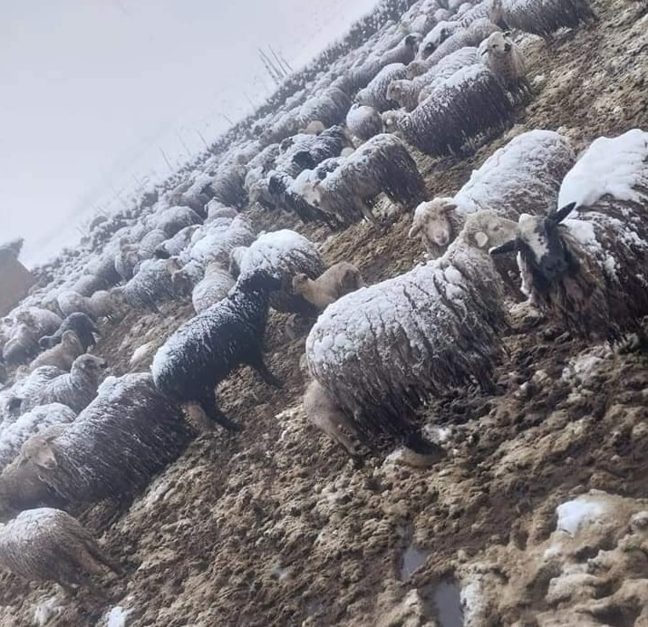 Animales perjudicados por caída de nieve en Cusco.