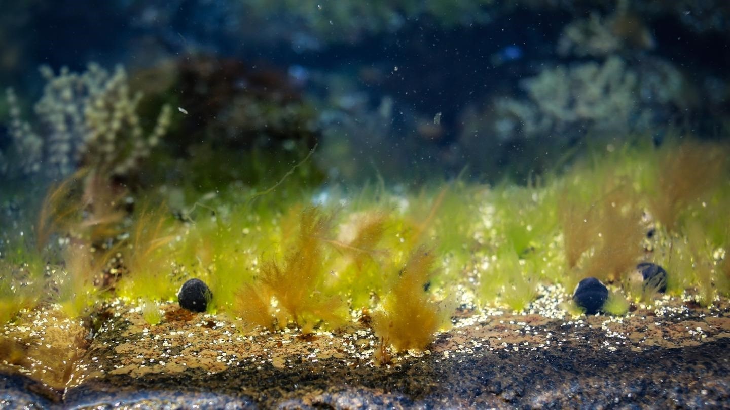 Las algas son ricas en energía y nutrientes
