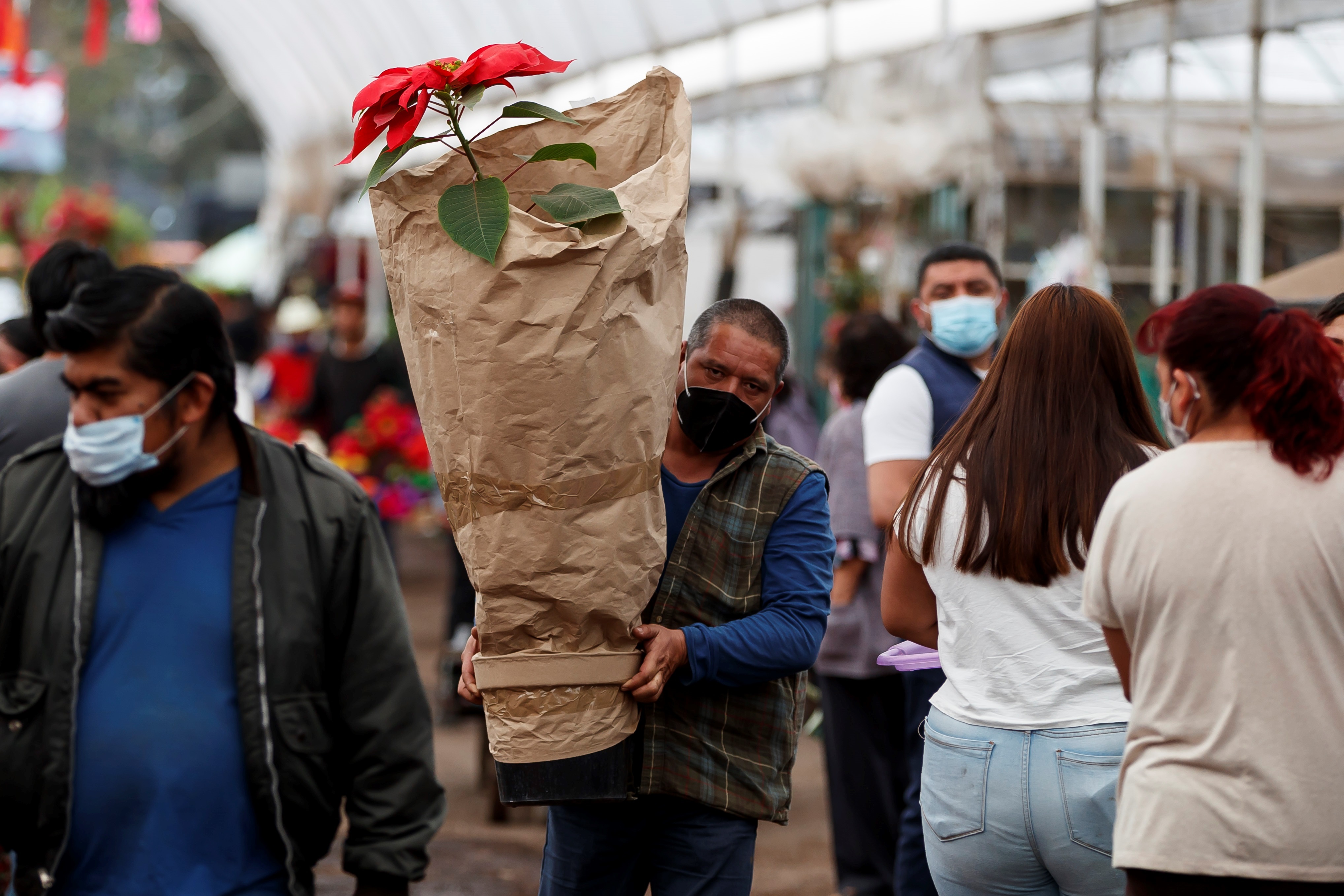 Nochebuena: la flor mexicana que ilumina los hogares en la Navidad más  compleja de la historia - Infobae