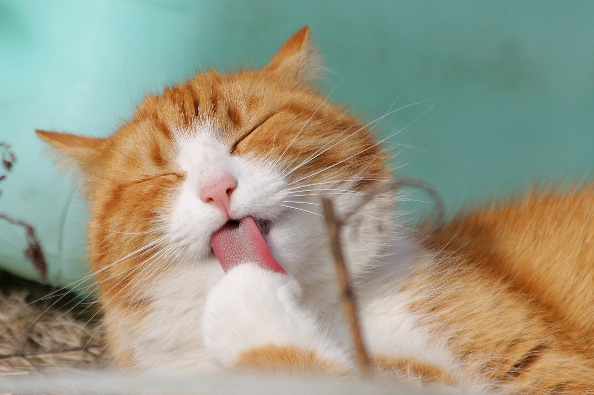 Memoria papel Generalizar Regulan la temperatura e incorporan vitaminas: las increíbles razones por  las que los gatos se lamen - Infobae