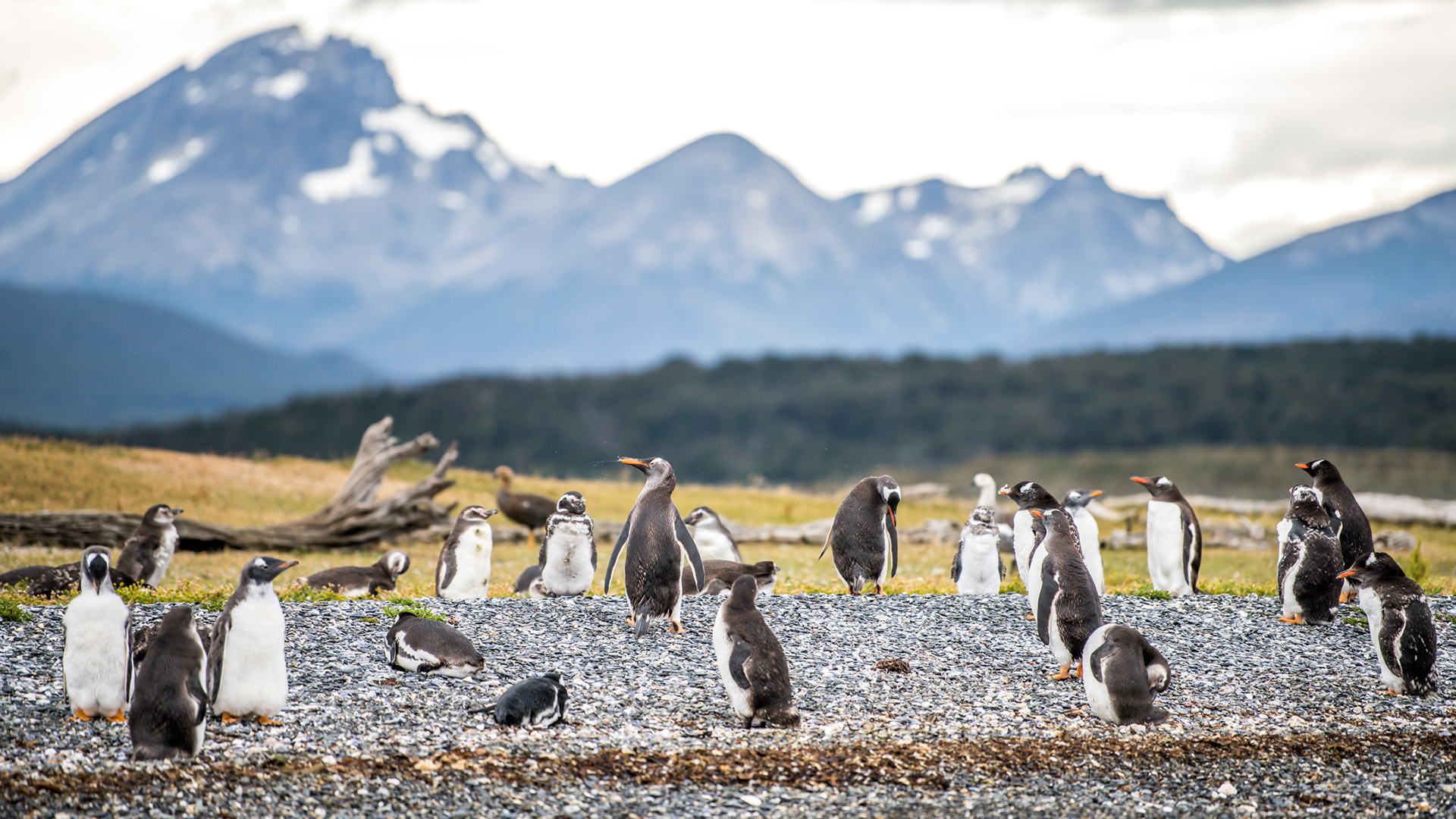 Los pingüinos de Magallanes conforman la rica biodiversidad marina de este imponente lugar (Rewilding Argentina / Joel Reyero)