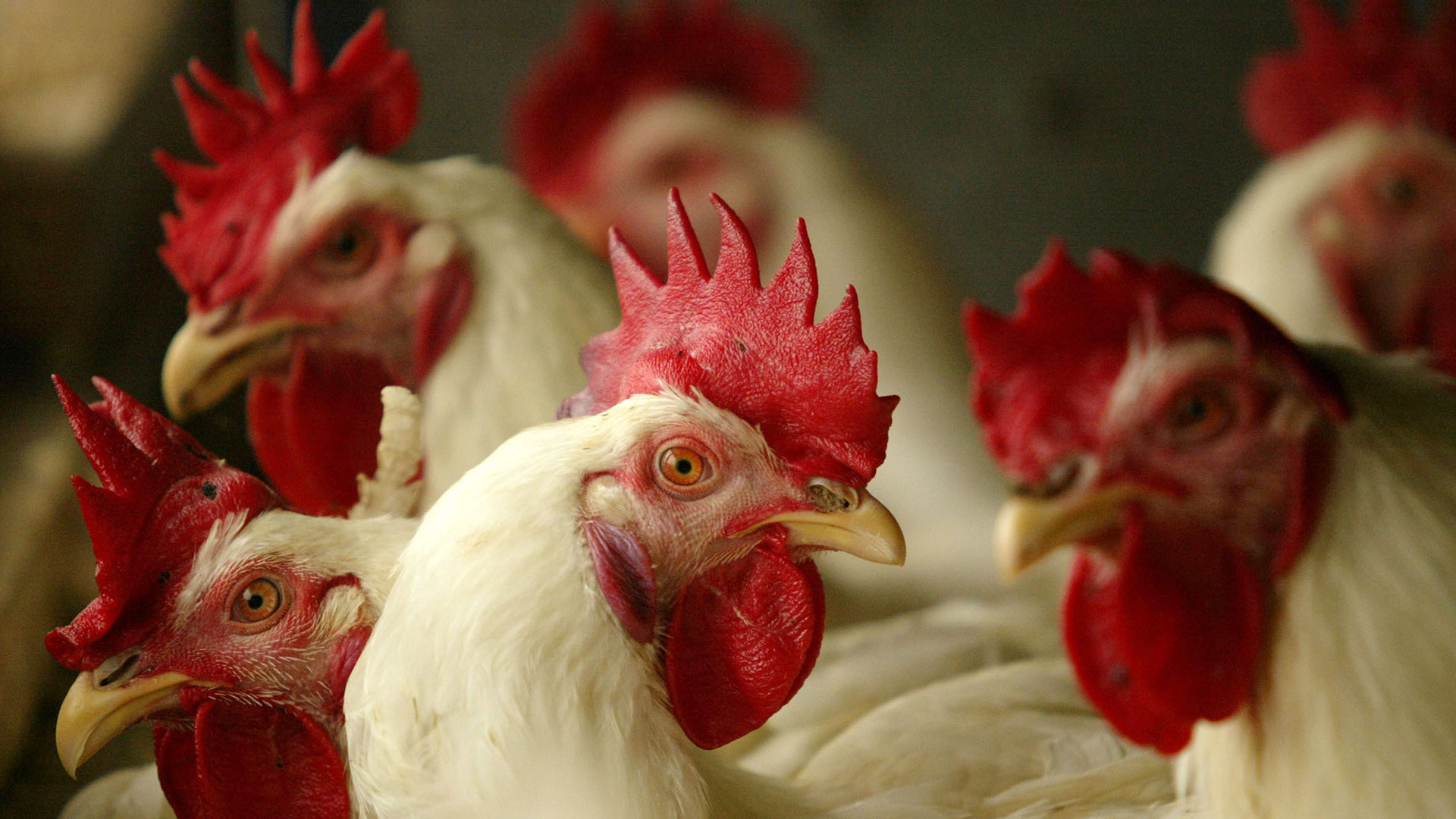 JAKARTA, INDONESIA - FEBRUARY 6:  Chickens are seen sitting in their cages at a poultry farm, February 6, 2004 on the outskirts of Jakarta, Indonesia.  Authorities in Indonesia have said that up to 10 million chickens will be culled in an attempt to stem the spread of avian flu through South East Asia.   (Photo by Dimas Ardian/Getty Images)