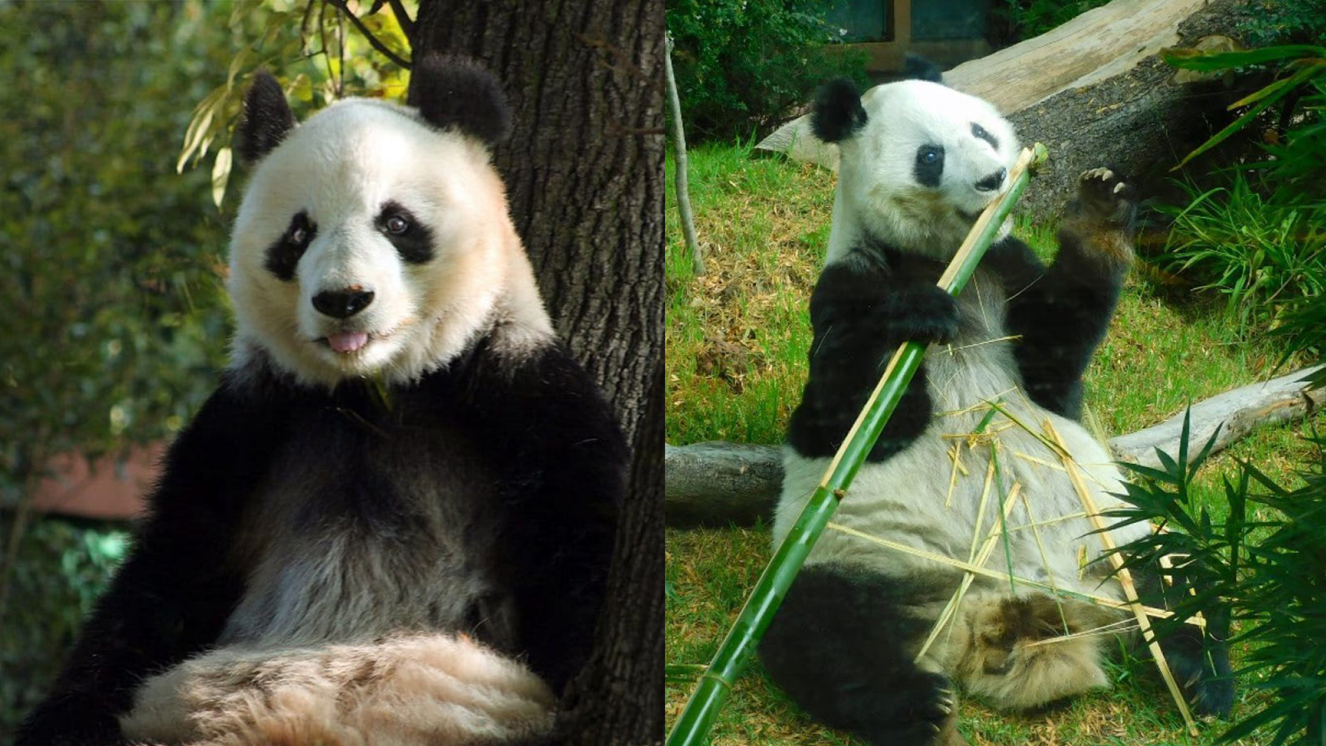 El gobierno chino donó pandas para reforzar vínculos diplomáticos (Foto: Cuartoscuro)