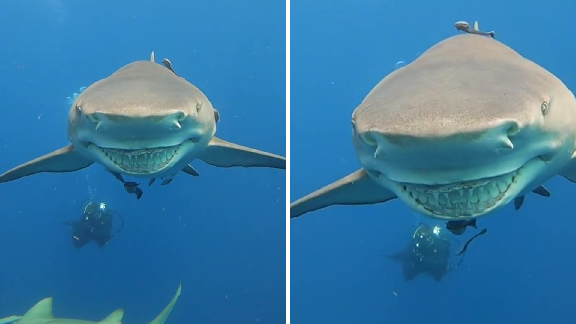 Captaron a un tiburón con una enorme sonrisa en Estados Unidos. (TikTok: @oceanraysphotography)