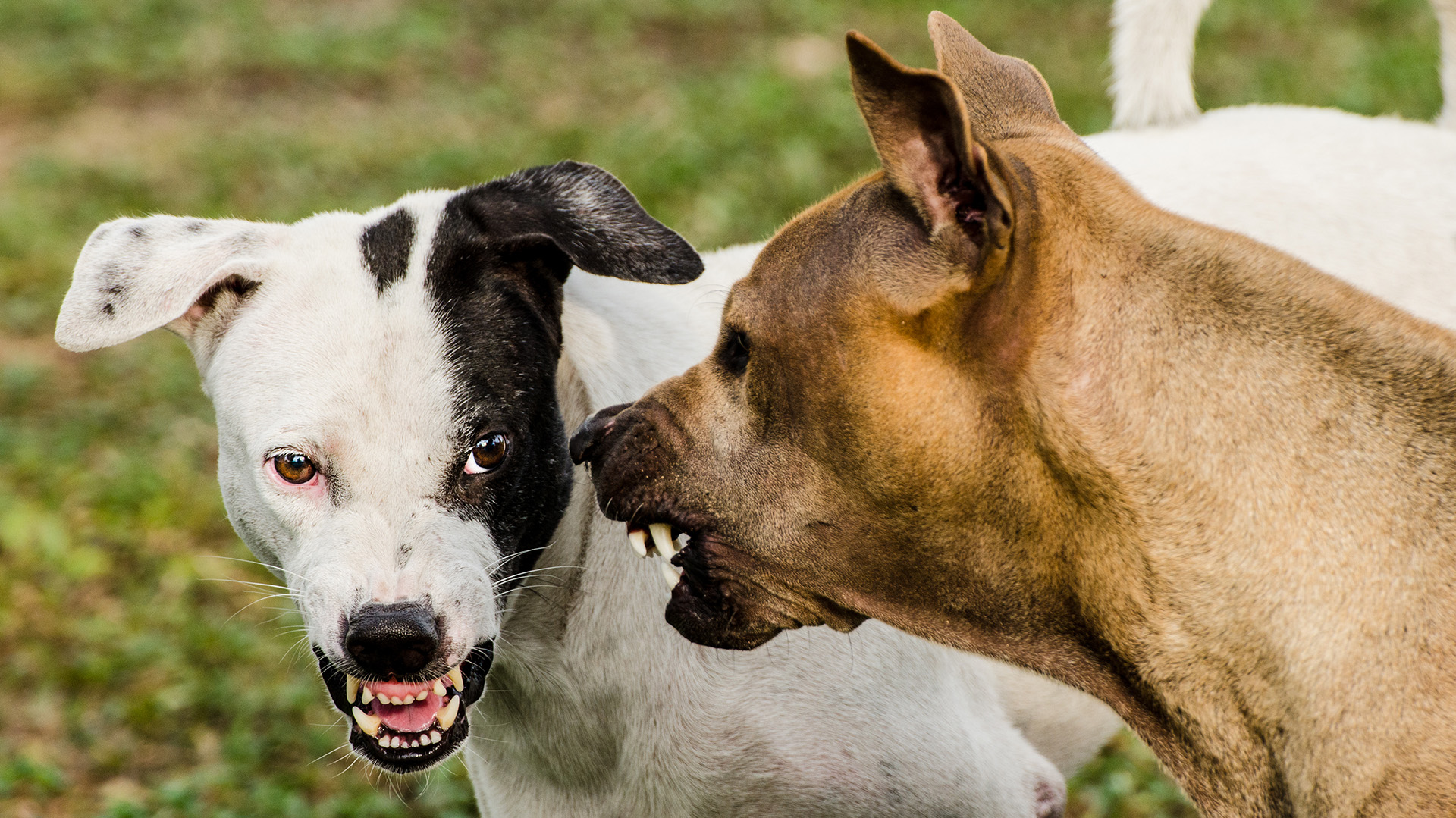 Los perros se pelean por una hembra, para defender el territorio y por confusión jerárquica (Shutterstock)