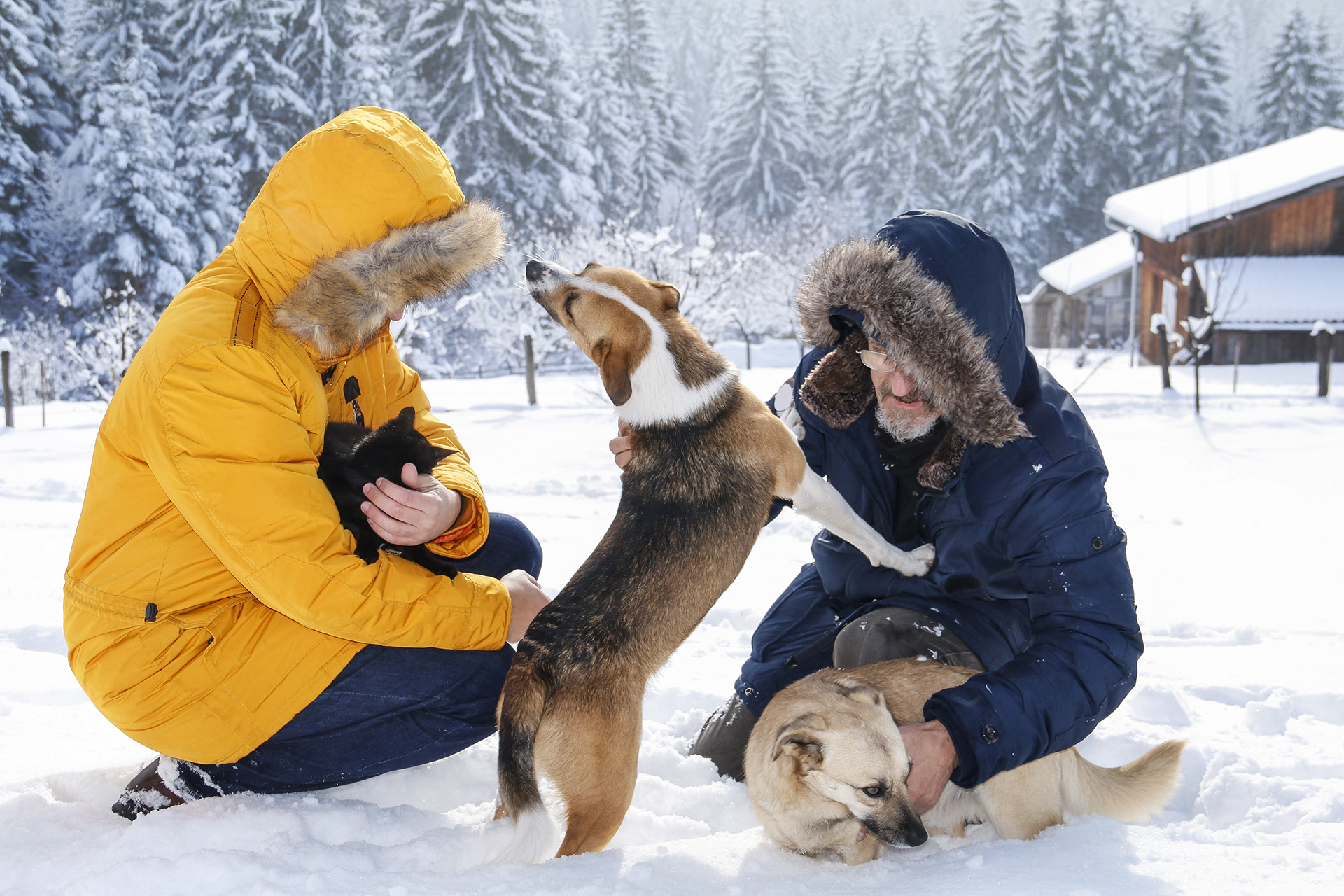 Nuestros animales de compañía dependen de nosotros para enfrentar las bajas temperaturas

(Getty Images)