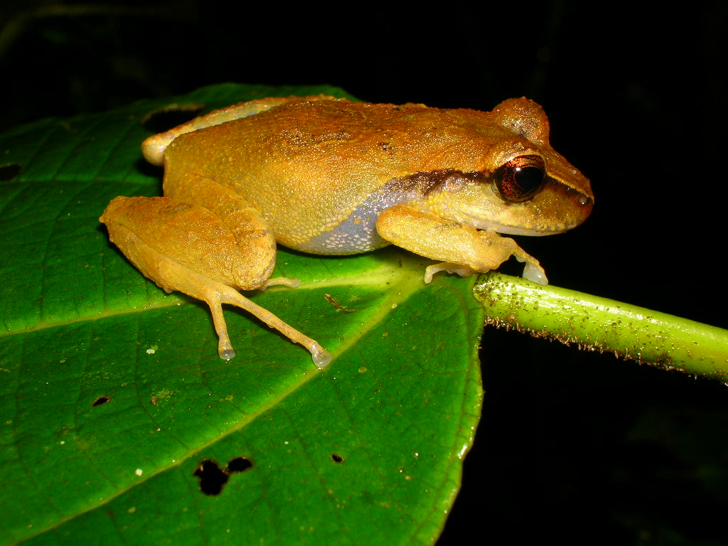 Científicos Descubrieron Una Nueva Especie De Rana En La Sierra Nevada De Santa Marta Infobae 3937