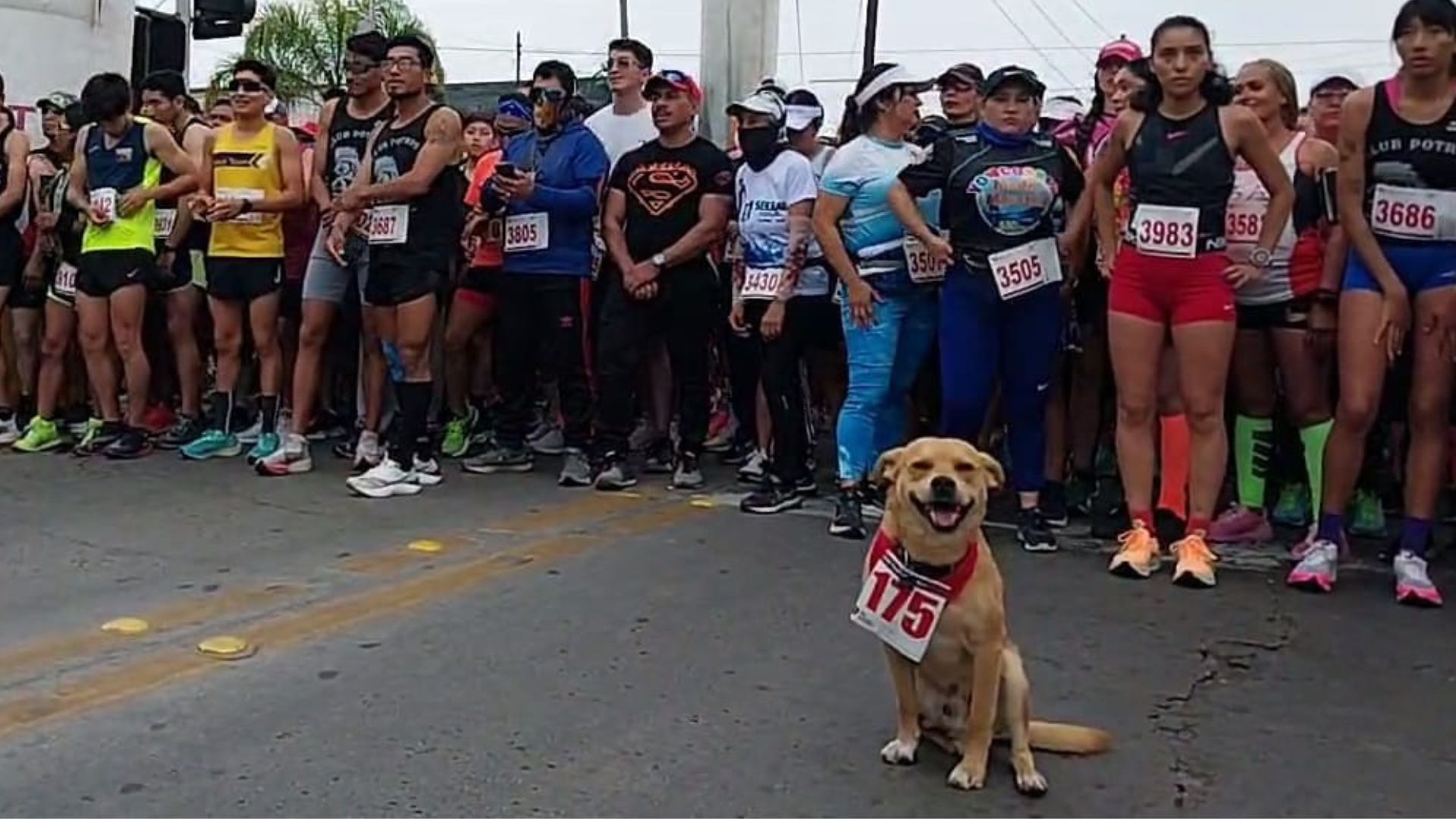 Quién es Chicles, el perro que corre maratones para ayudar a su familia
