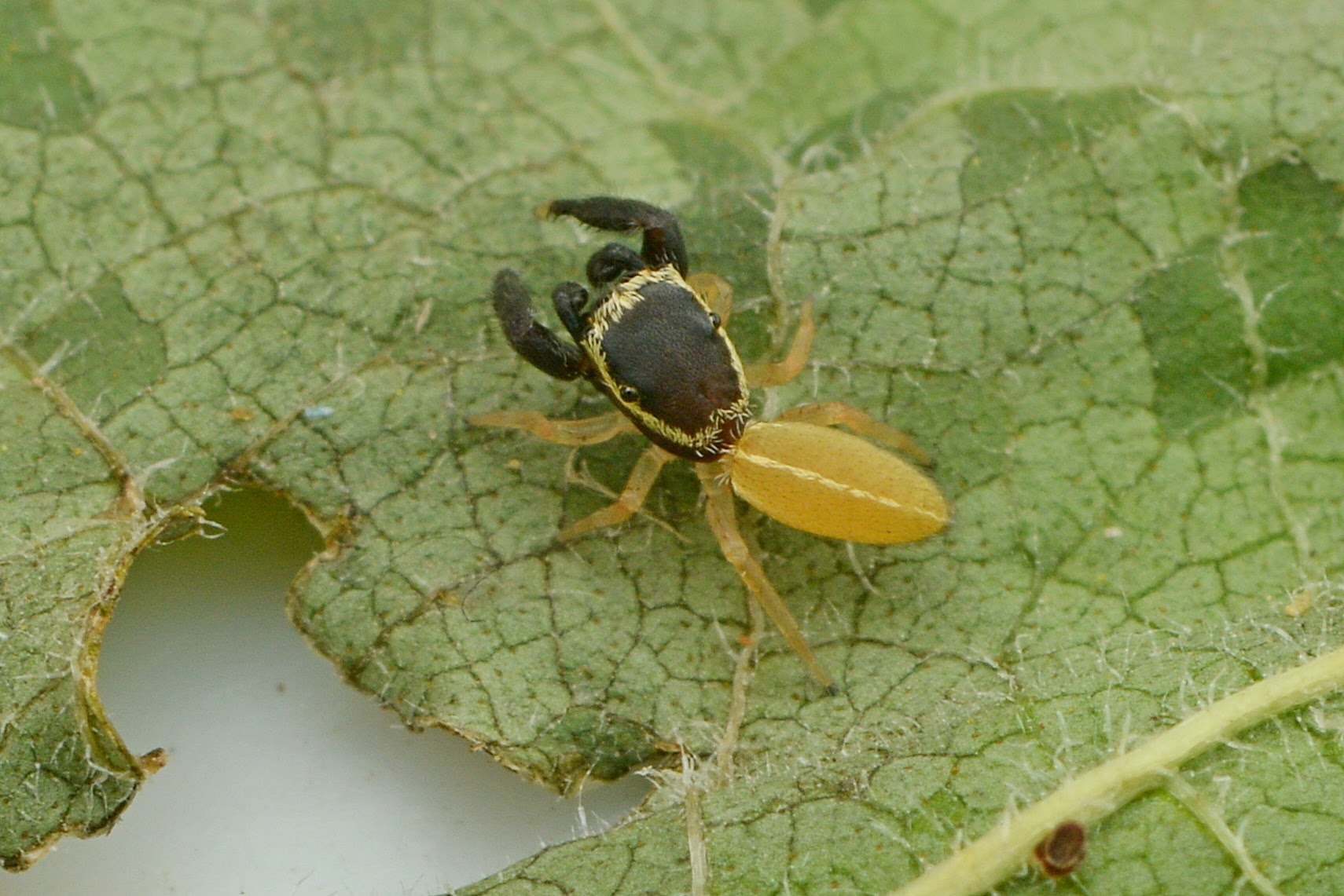 Cómo Es Ahijuna Patoruzito La Araña Con “vincha” Que Da Saltos En