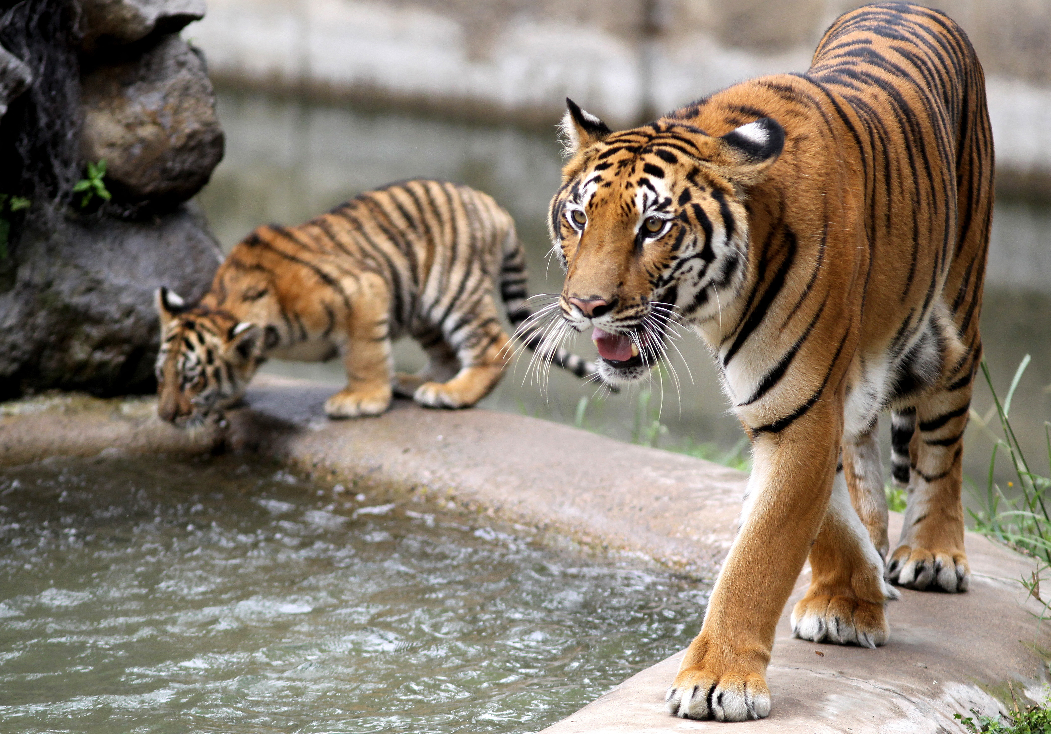 Los tigres cuando caminan de un lado al otro muestran que están nerviosos (Photo by ULISES RUIZ / AFP)