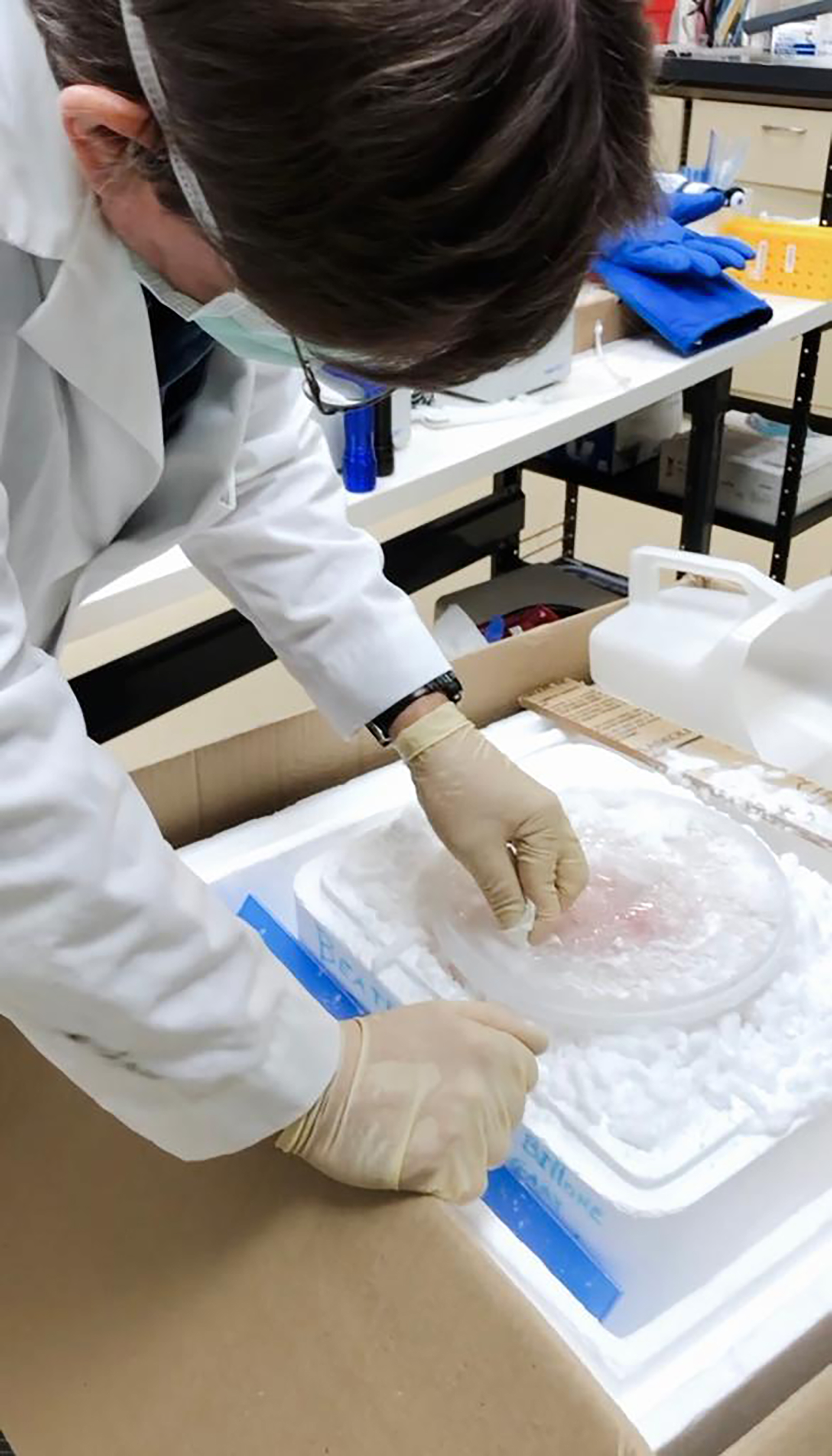 El cerebro de Beatriz Bilone, recién llegado a las instalaciones de 21St Century Medicine. Su hija María y el biólogo Greg Fahy revisan su estado y luego lo colocan en un tanque de nitrógeno líquido.