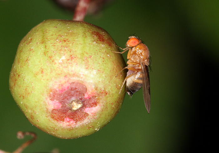 La mosca del gusano de la manzana, una plaga agrícola, y fue analizada en la investigación 