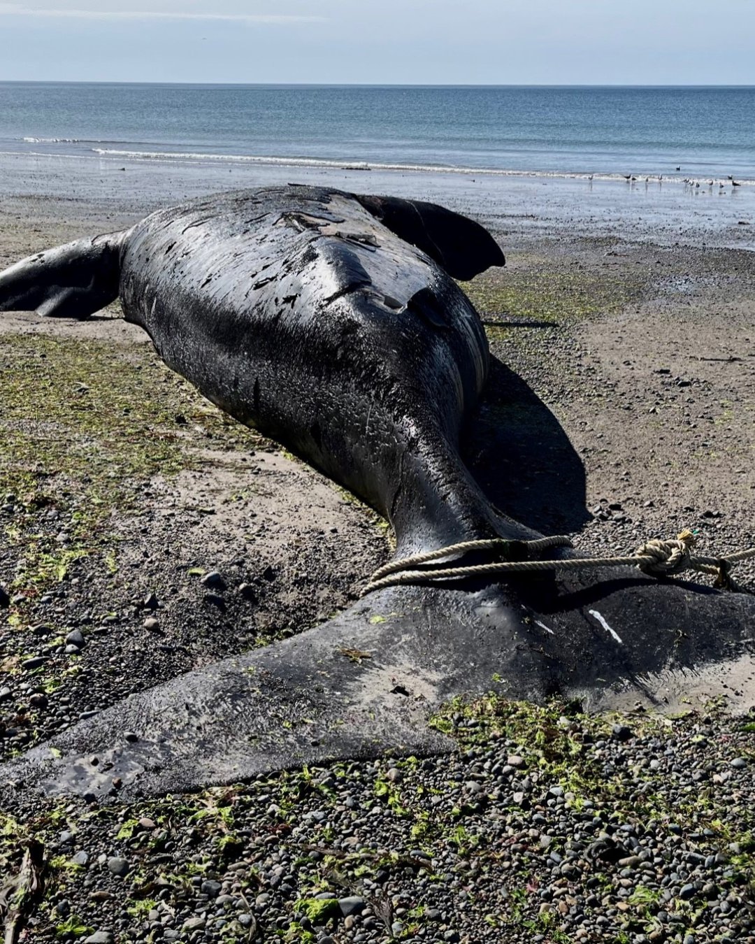  La continua aparición de ballenas muertas encendió las alarmas y provoca la preocupación de los especialistas
