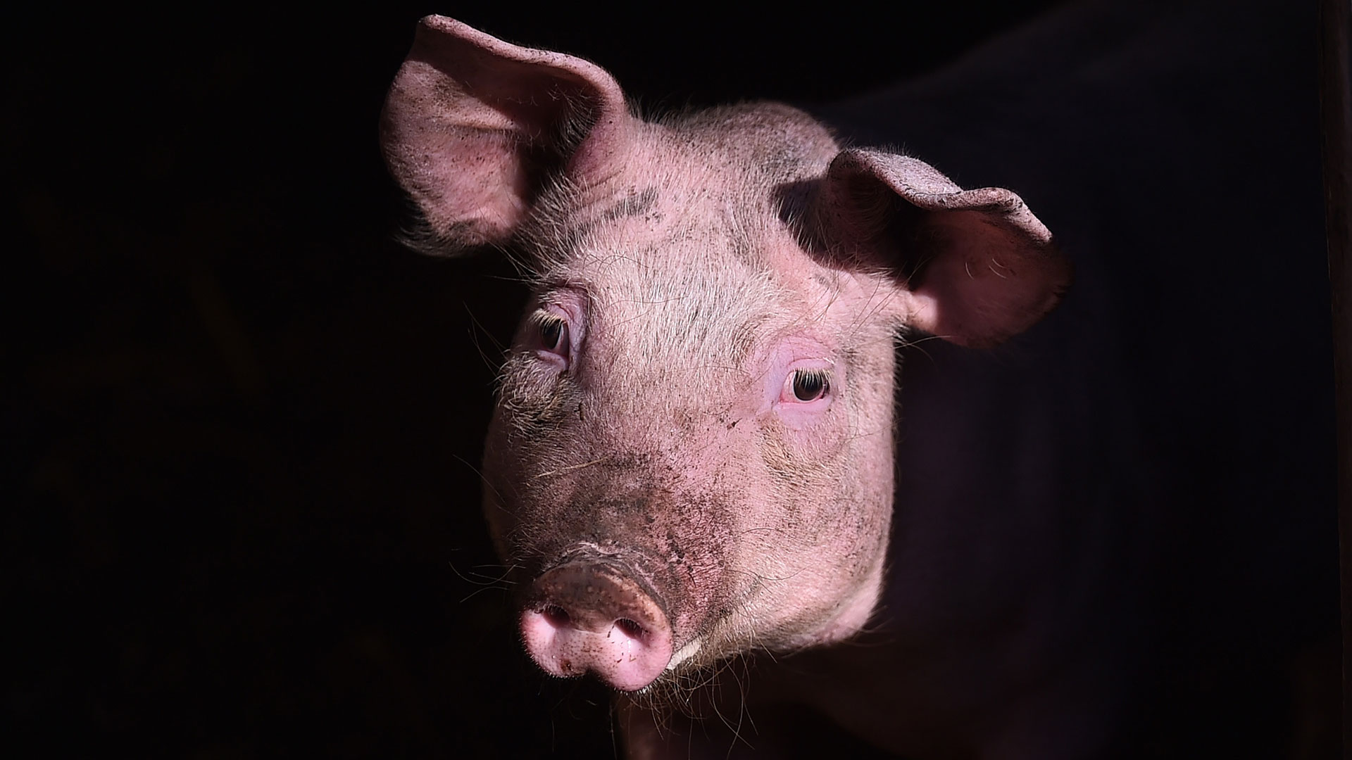 Este tratamiento en cerdos descubrió que ciertas funciones celulares clave seguían activas en muchas zonas de sus organismos horas después de su muerte (Foto: Nathan Stirk/Getty Images)