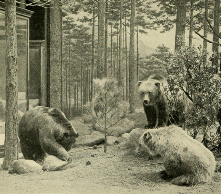Como resultado de la urbanización en los estados del norte de México se dio la caza desmedida de estos osos con la finalidad de proteger al ganado (Archivo)