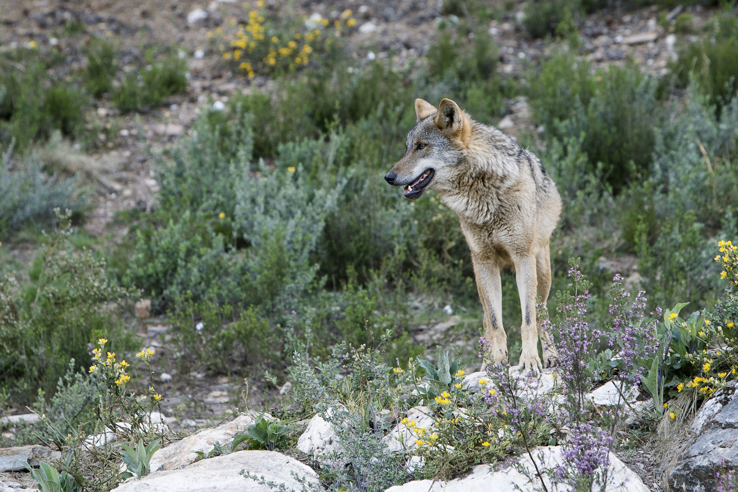 Dos manadas de lobos criadas en semilibertad en Robledo (EFE/Mariam A. Montesinos/Archivo)
