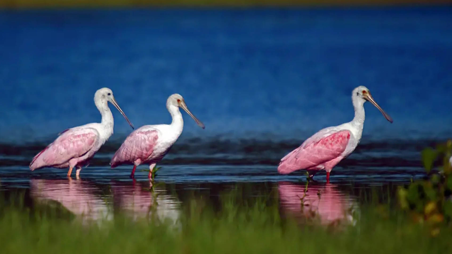 Espátulas rosadas (Ricardo Cassani)