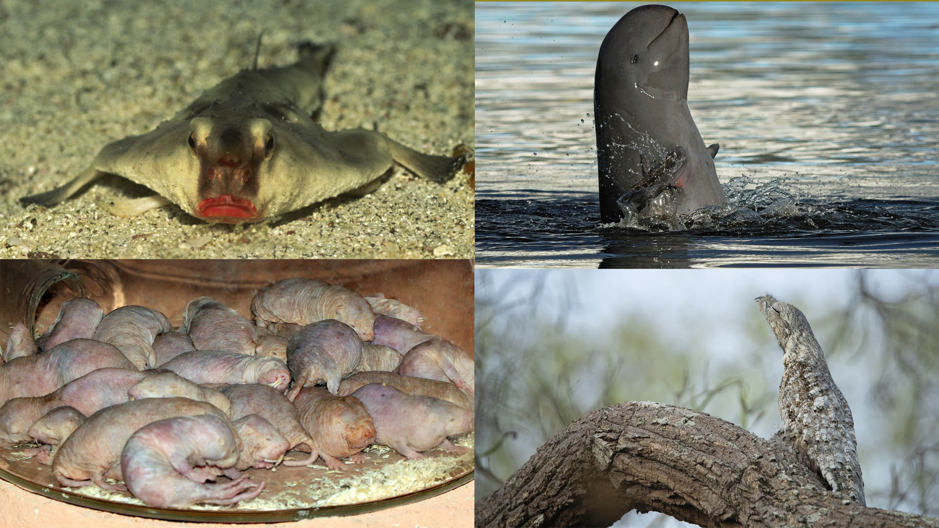 Algunas evolucionan para vivir en las profundidades oscuras y sombrías del océano, mientras que otras sobreviven en desiertos secos y aparentemente inhóspitos (Getty Images)