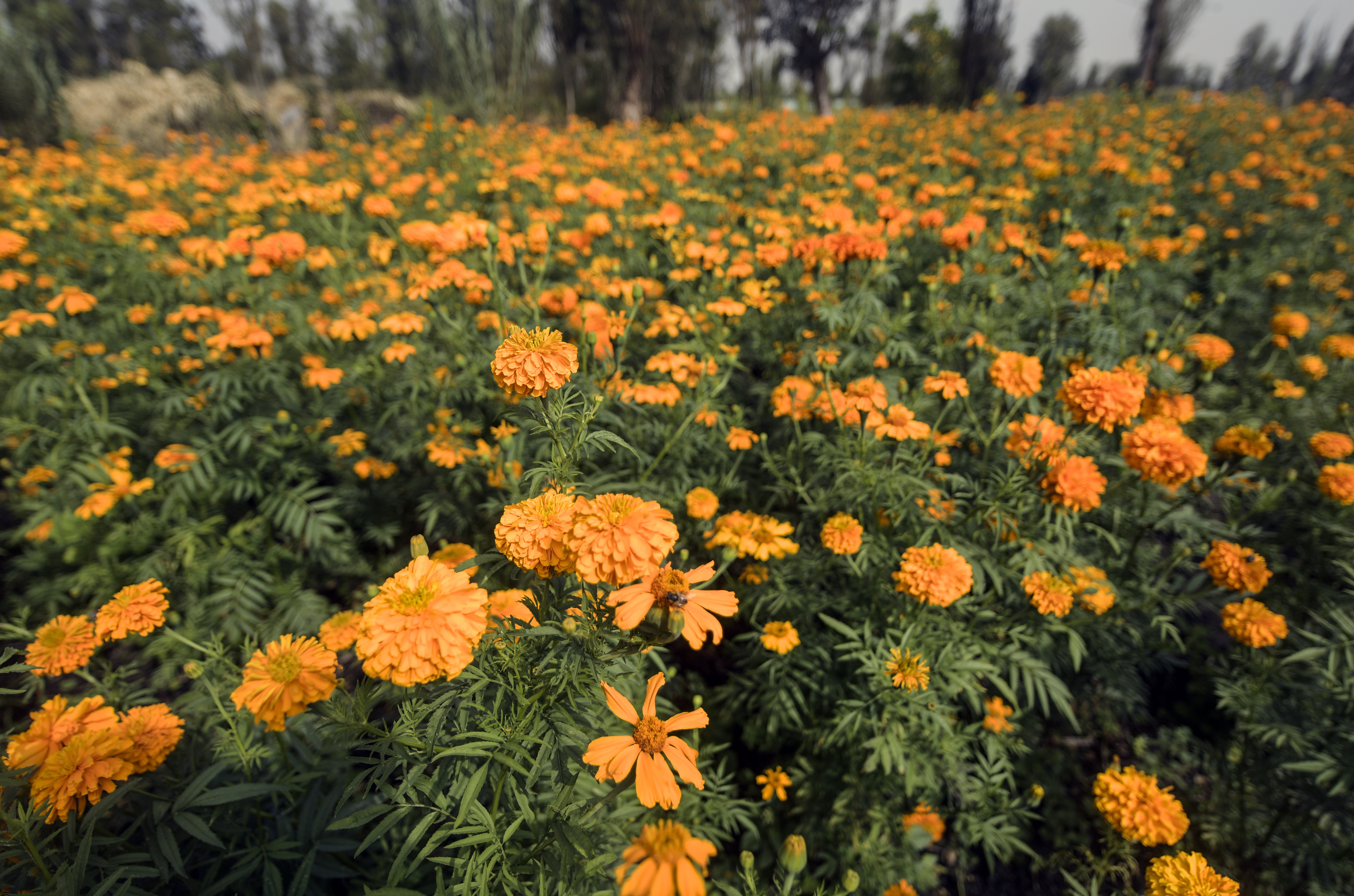 Día de Muertos en fotos: la cosecha de las míticas flores de cempasúchil -  Infobae