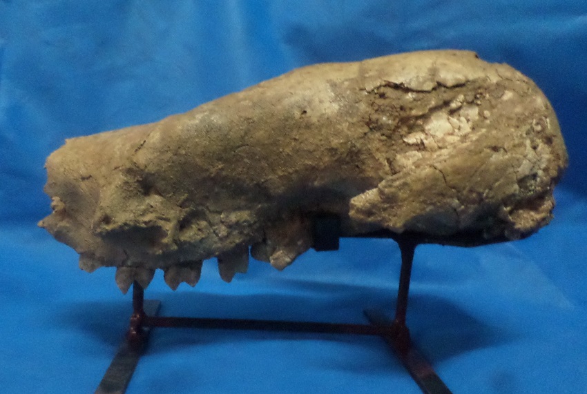 Vista del cráneo del megaterio más antiguo para Argentina 