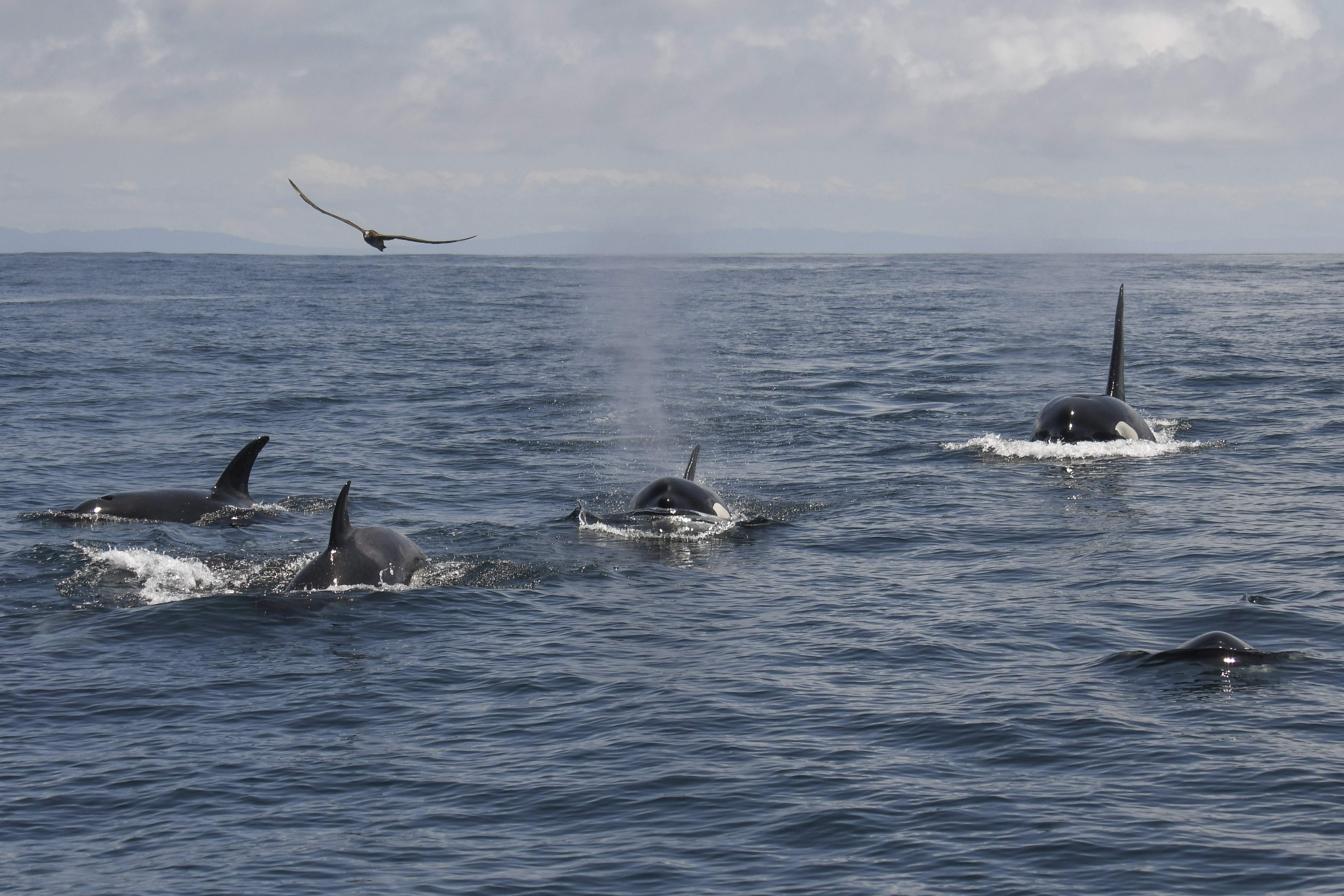 Tras los extraños ataques de orcas a barcos en Europa, detectaron un inusual grupo de 20 ballenas en San Francisco