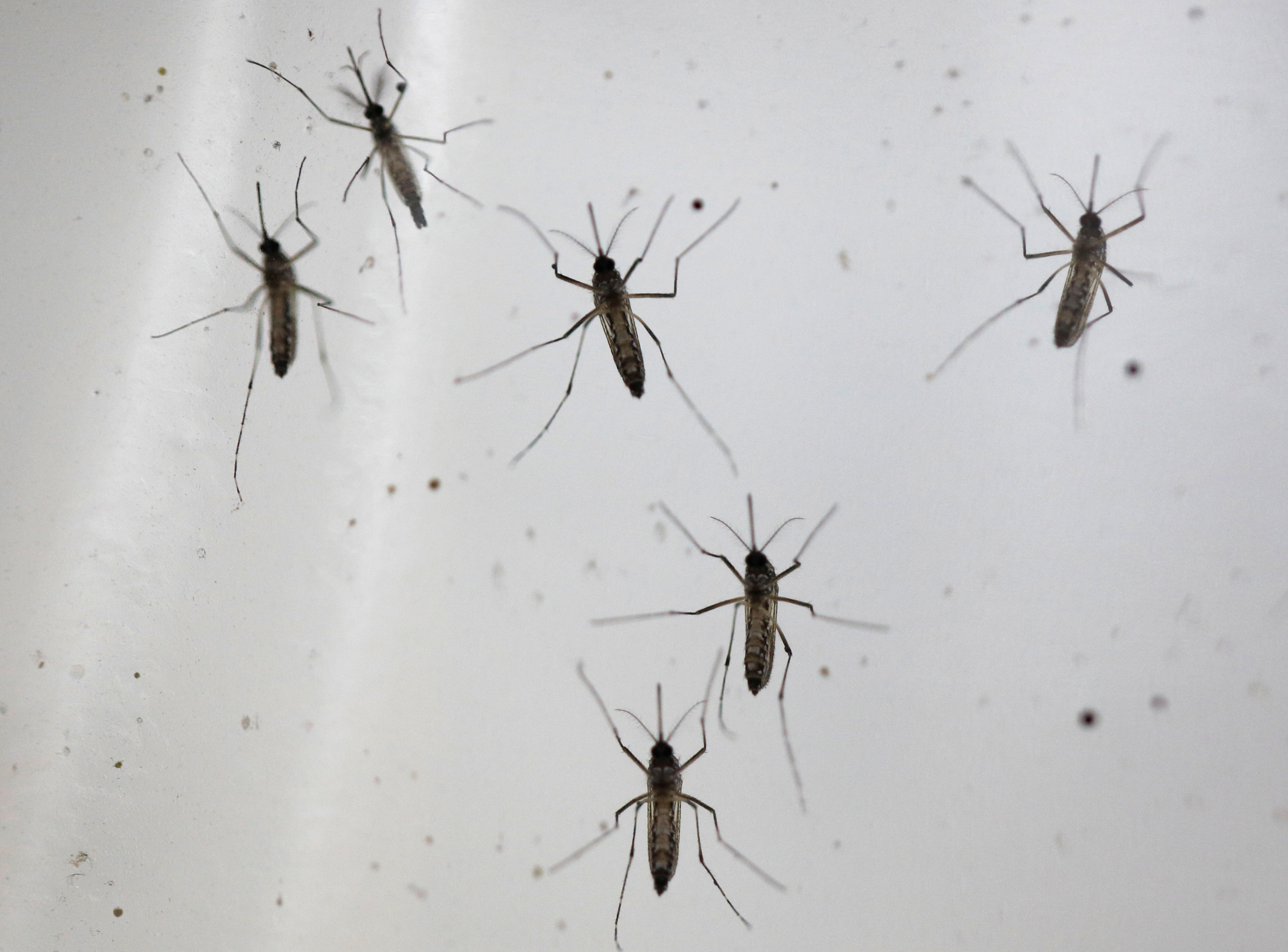 Desde el Ministerio de Salud buscan "intensificar la vigilancia epidemiológica de dengue, chikungunya y otras arbovirosis" /REUTERS/Edgar Su