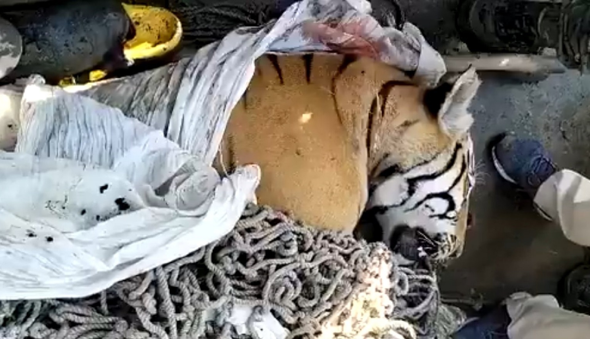 El tigre "comehombres" de Champaran