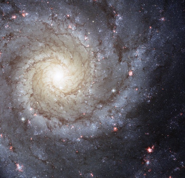 Los brazos de la galaxia espiral M74, salpicados de regiones rosadas de formación estelar fresca, se muestran en esta imagen del Telescopio Espacial Hubble. Crédito: ESA/Hubble y NASA, R. Chandar