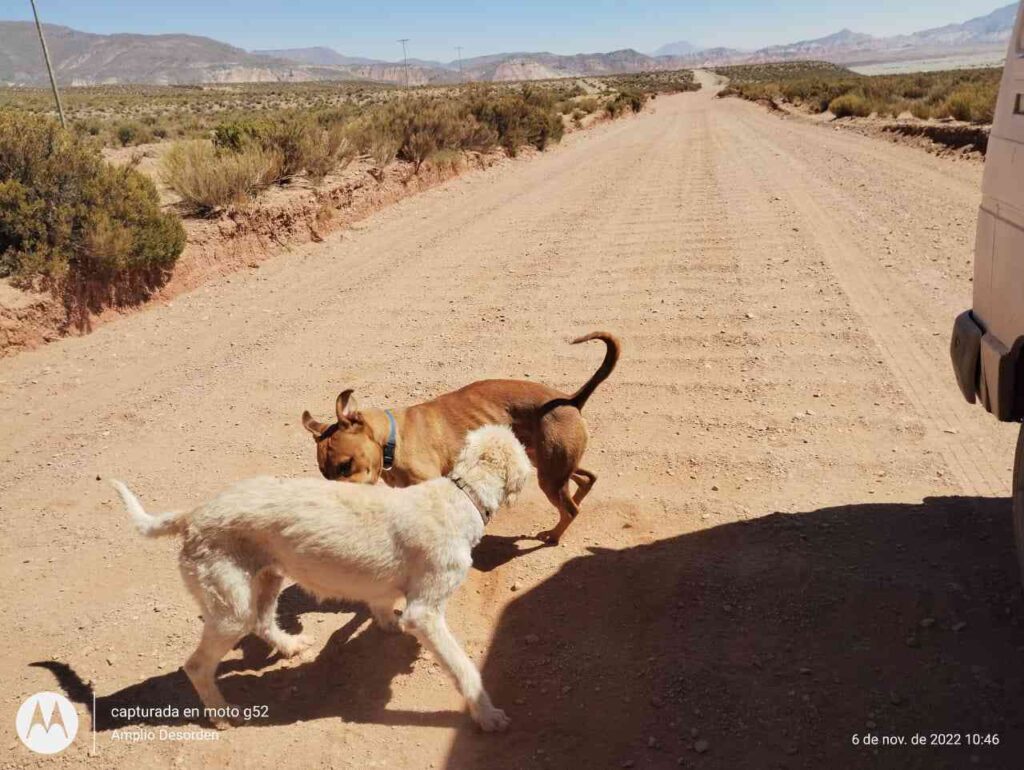 Mona y Panchito (@ampliodesorden2022)