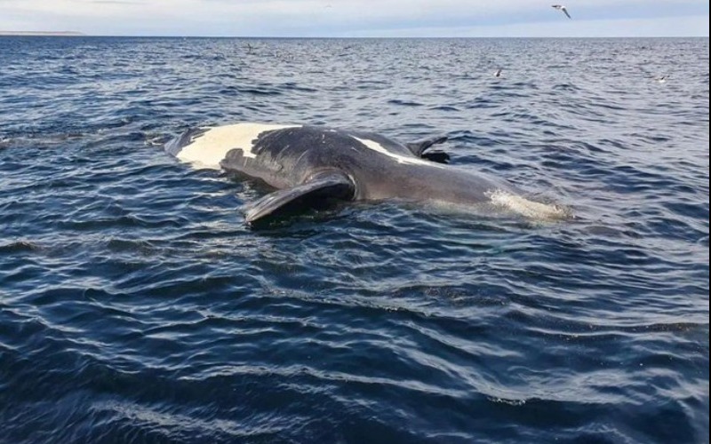 Apareció otra ballena muerta en la Península Valdés y crece la preocupación