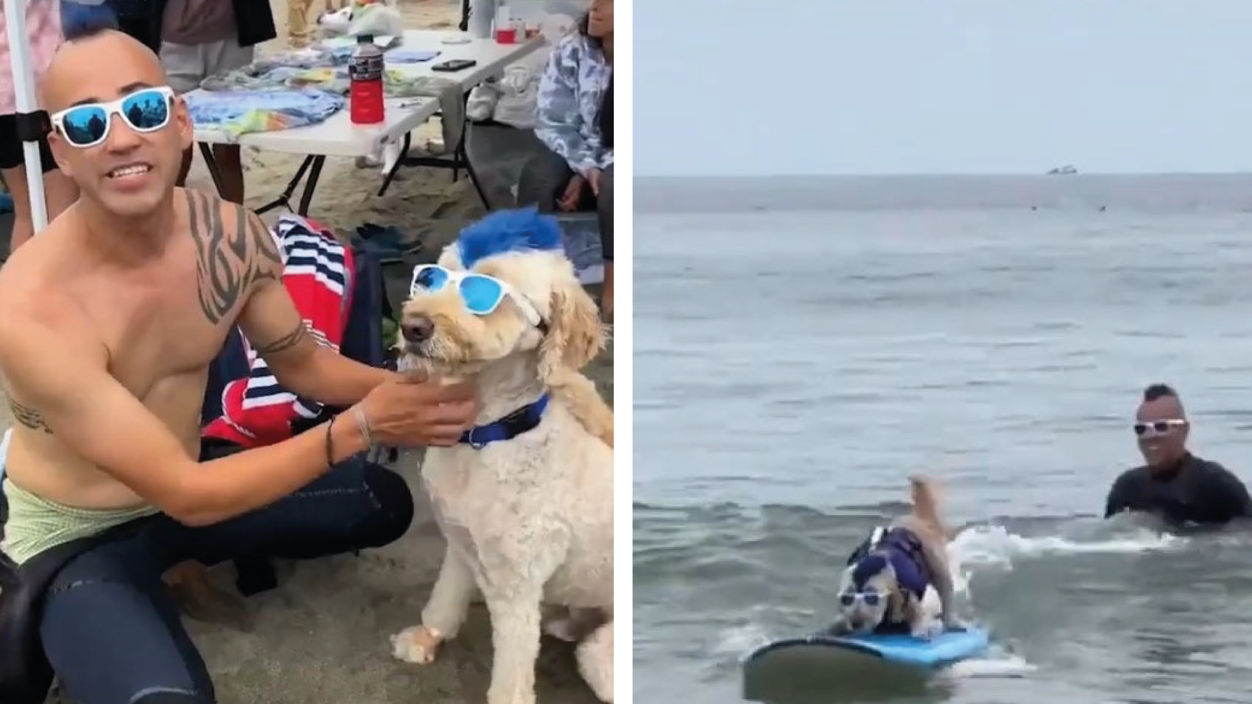 The world of surfing for dogs takes place in the United States.