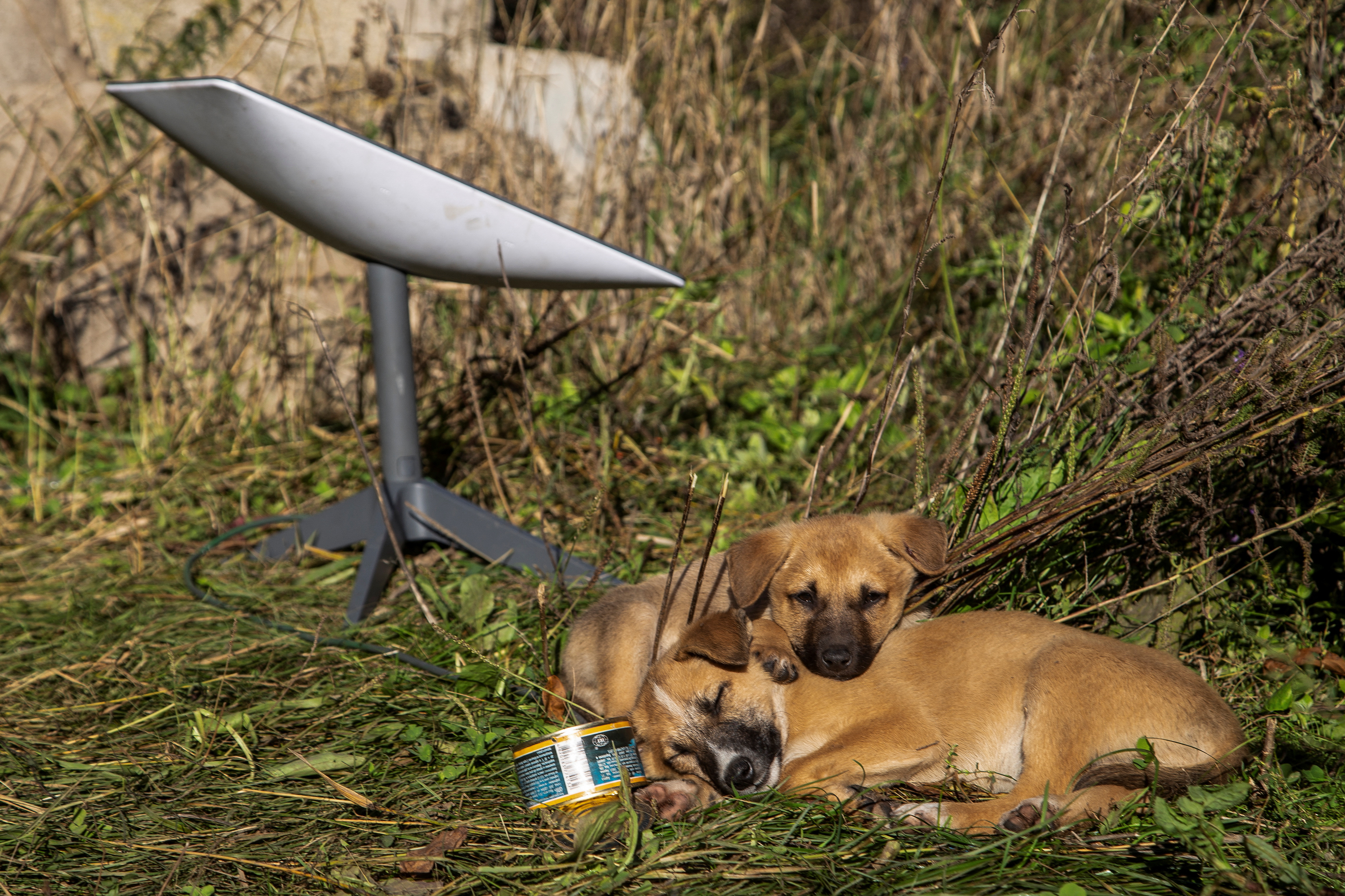 Cachorros descansan junto a una terminal Starlink cerca de la ciudad de Lyman, recientemente liberada por las fuerzas armadas ucranianas, en medio del ataque de Rusia a Ucrania, región de Donetsk, Ucrania 7 de octubre de 2022.  REUTERS/Oleksandr Ratushniak