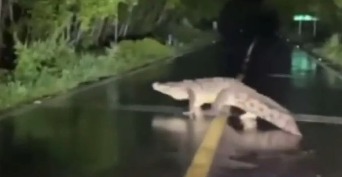 Un cocodrilo de tres metros escapó de una reserva en Ecuador y murió luego de ser atropellado